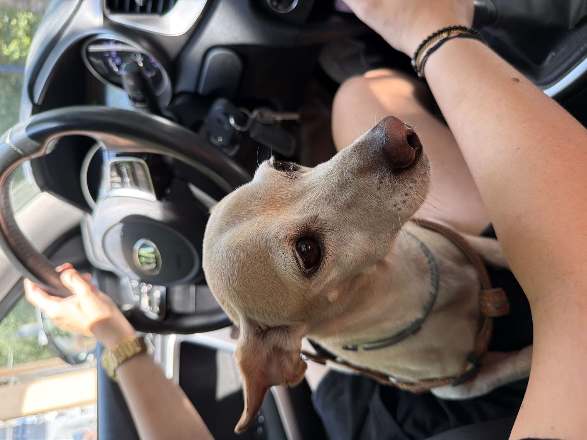 A medium shot captures a small, light-brown dog with large ears sitting in the lap of a person driving a car. The dog's head is turned to the right, and its gaze is directed forward, with its nose close to the camera. The steering wheel, dashboard, and a key fob are visible in the background, indicating the interior of a vehicle. The person's hands are on the steering wheel and near the gear shift, suggesting they are in the process of driving. The image is taken outdoors, with sunlight filtering through the car windows. The scene is set in Pazardzhik, Bulgaria.