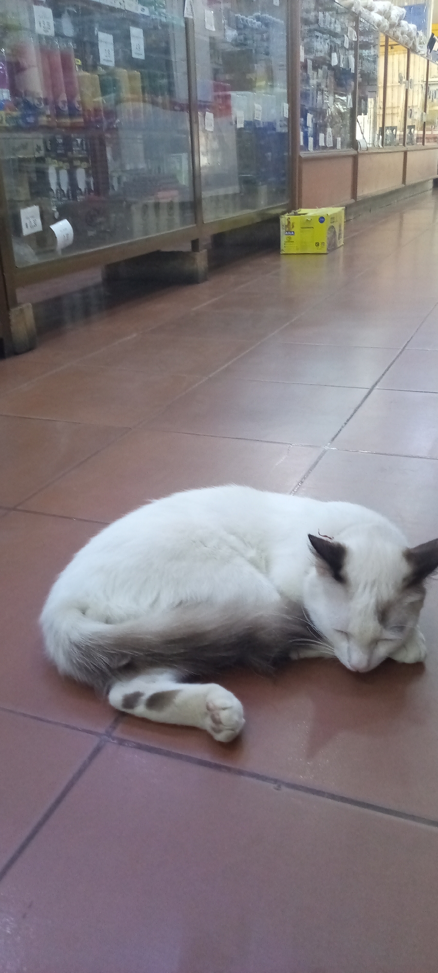 A Siamese cat is lying on a brown tiled floor in an indoor location. Display cases filled with various items are visible in the background. A yellow box is on the floor behind the cat and in front of the display cases. The location is in the city of Unknown, Unknown.