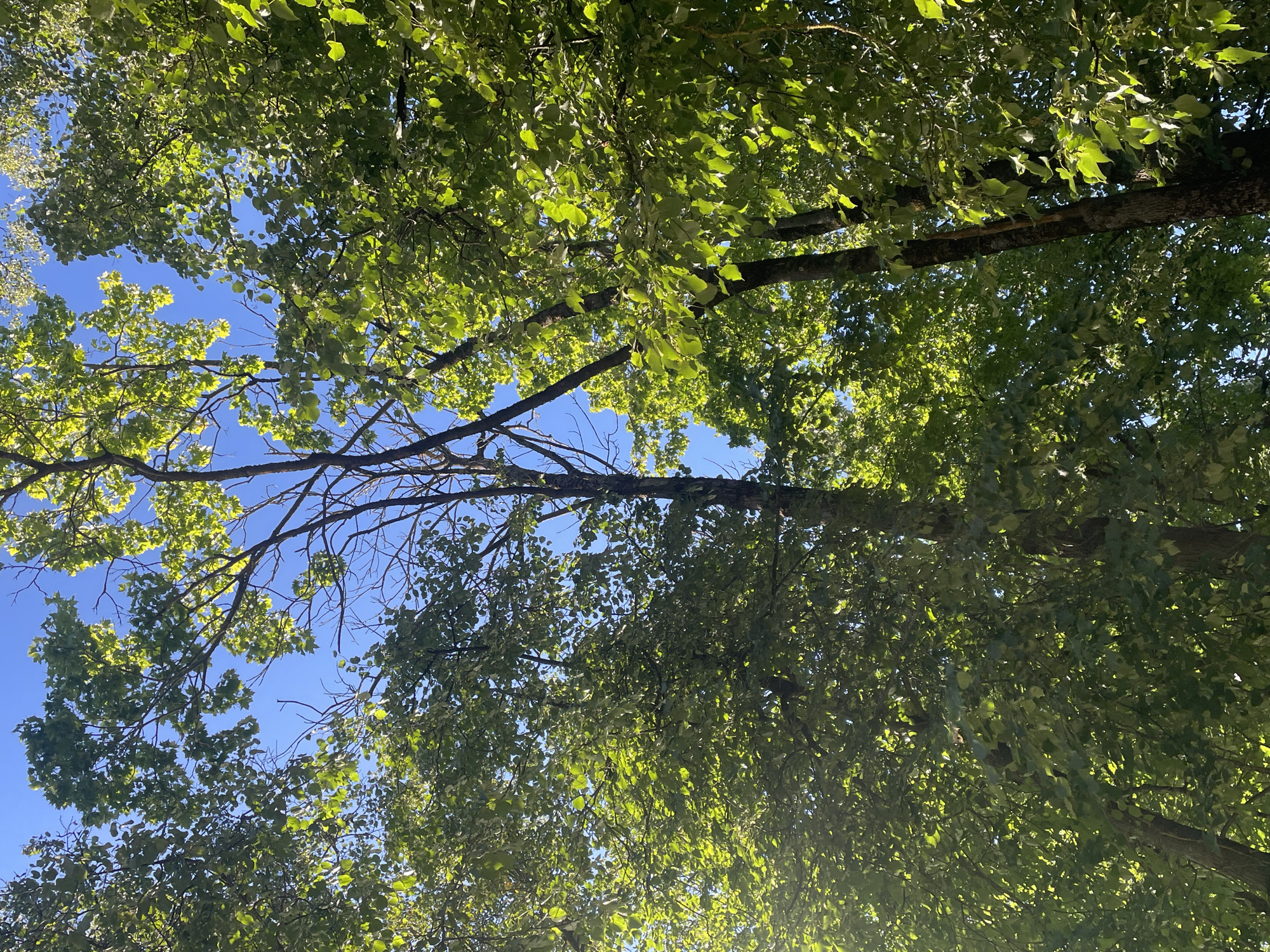 The image captures a view looking upwards into a canopy of green trees against a clear blue sky. Sunlight filters through the leaves, creating dappled light and shadows. The trees appear to be in a natural setting, likely a park or forest, given the density of foliage and the presence of multiple tree trunks. The scene suggests a warm, sunny day. There are no people or specific objects indicative of an urban environment. The location is identified as Sof'ino, Russia.