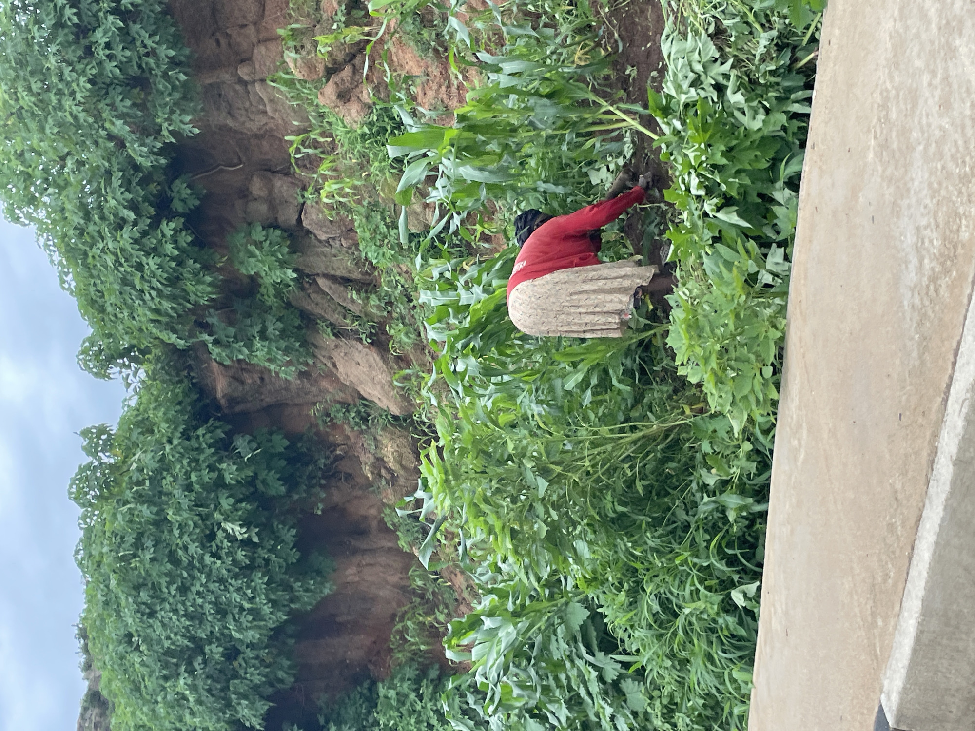 In Gura Top, Nigeria, a person wearing a red shirt and a patterned skirt is tending to a garden. The garden is lush and green, with tall plants that appear to be corn. The person is bent over, actively working the soil with their hands. The background features a steep, rocky embankment covered in dense vegetation. The scene suggests agricultural activity in a hilly, possibly rural, area.
