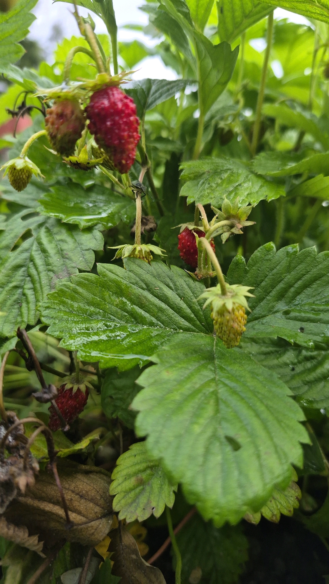 This is a close-up, vertically oriented, slightly overcast outdoor photograph of wild strawberries growing on a plant. Several bright red, ripe strawberries are visible, as well as some unripe, pale green ones. The leaves of the strawberry plant are a vibrant green, and many are wet, suggesting recent rain. The background is a blur of green foliage and a bright, overcast sky. The scene is likely in a garden or natural area, and could be anywhere in Latvia, including Ļūbaste 0001. There are no people or animals prominently featured, only a small insect visible on a stem in the upper right portion of the frame. The overall impression is one of natural growth and the bounty of summer.