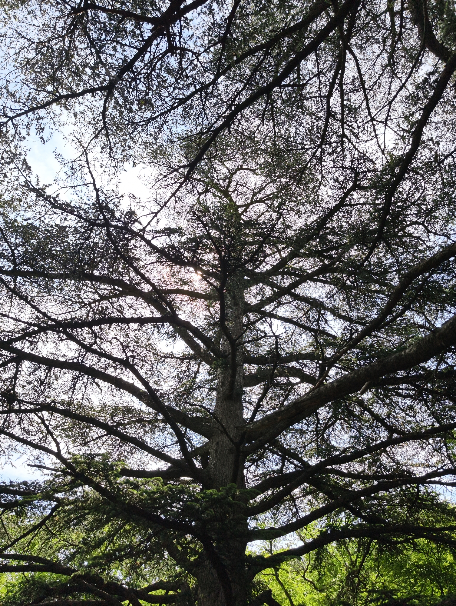 The image presents a striking upward view into the dense, expansive canopy of a large tree, likely a coniferous type such as a cedar or pine, given the appearance of needle-like foliage. The central trunk is visible, extending vertically, from which numerous thick branches spread outwards and upwards, creating an intricate, dark silhouette against the bright sky.
Strong backlighting from the sun, which appears as a bright, overexposed glow through gaps in the upper right and central foliage, emphasizes the tree's structure. This lighting creates high contrast, casting the branches and much of the foliage into deep shadow, while simultaneously highlighting the outlines of individual needles and leaf clusters where light filters through. Patches of clear, bright blue sky are visible through the openings in the canopy.
Towards the bottom of the frame, beneath the primary network of branches, lighter green foliage from other trees or lower sections of the main tree suggests a lush, vibrant environment. The scene depicts a sunny day in a natural, outdoor setting, possibly a forest or a large park. There are no human subjects, man-made objects, or discernible text in the image. The overall impression is one of natural grandeur and tranquility.