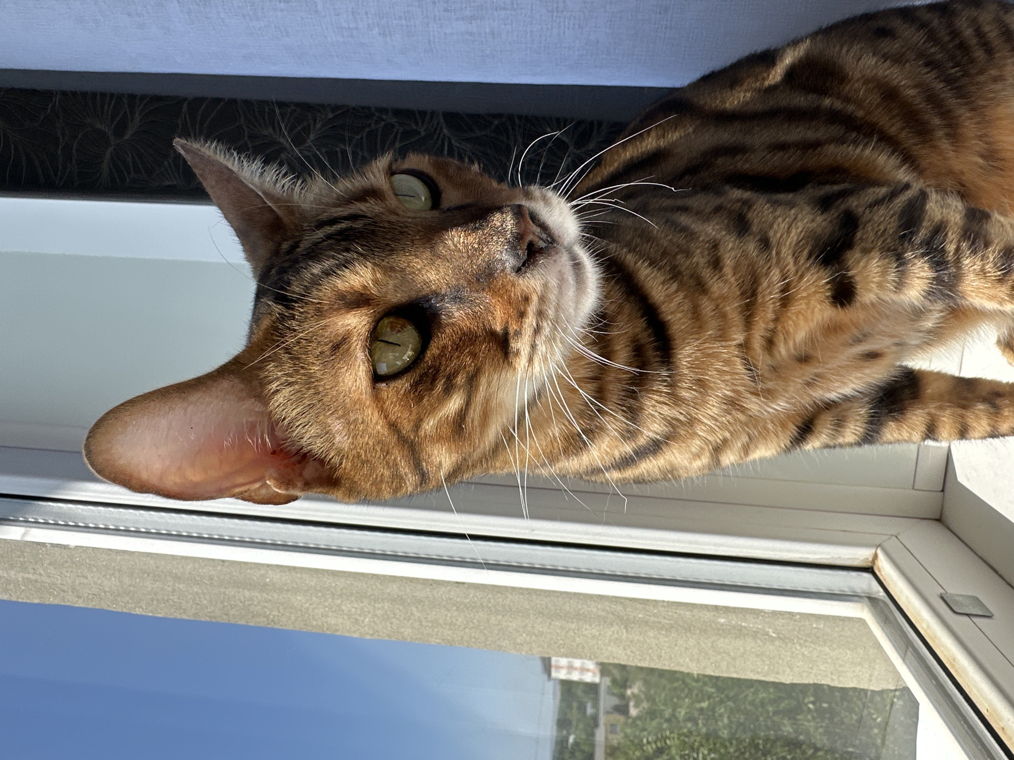 A Bengal cat with green eyes and a spotted coat sits on a windowsill, looking out a window. The window looks out onto a city scene with buildings and trees under a clear blue sky. The cat's body is mostly in focus, with its head slightly out of focus. The background is blurred, with a blue curtain on the right side of the image. The image was taken in Energetik, Russia, as indicated by the metadata.