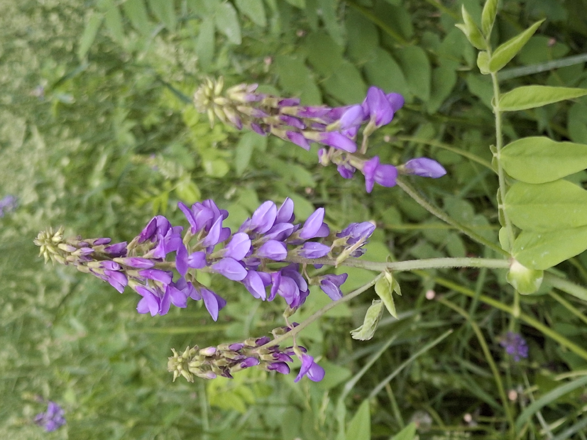 The image shows a close-up of flowering plants, likely Vicia cracca (Tufted Vetch), surrounded by green foliage. The focus is on the elongated flower clusters, which display purple blossoms in varying stages of development. The plants are situated in an outdoor environment. The location given is Chaikovsky, Russia, which suggests this is a natural setting possibly within or near the city.