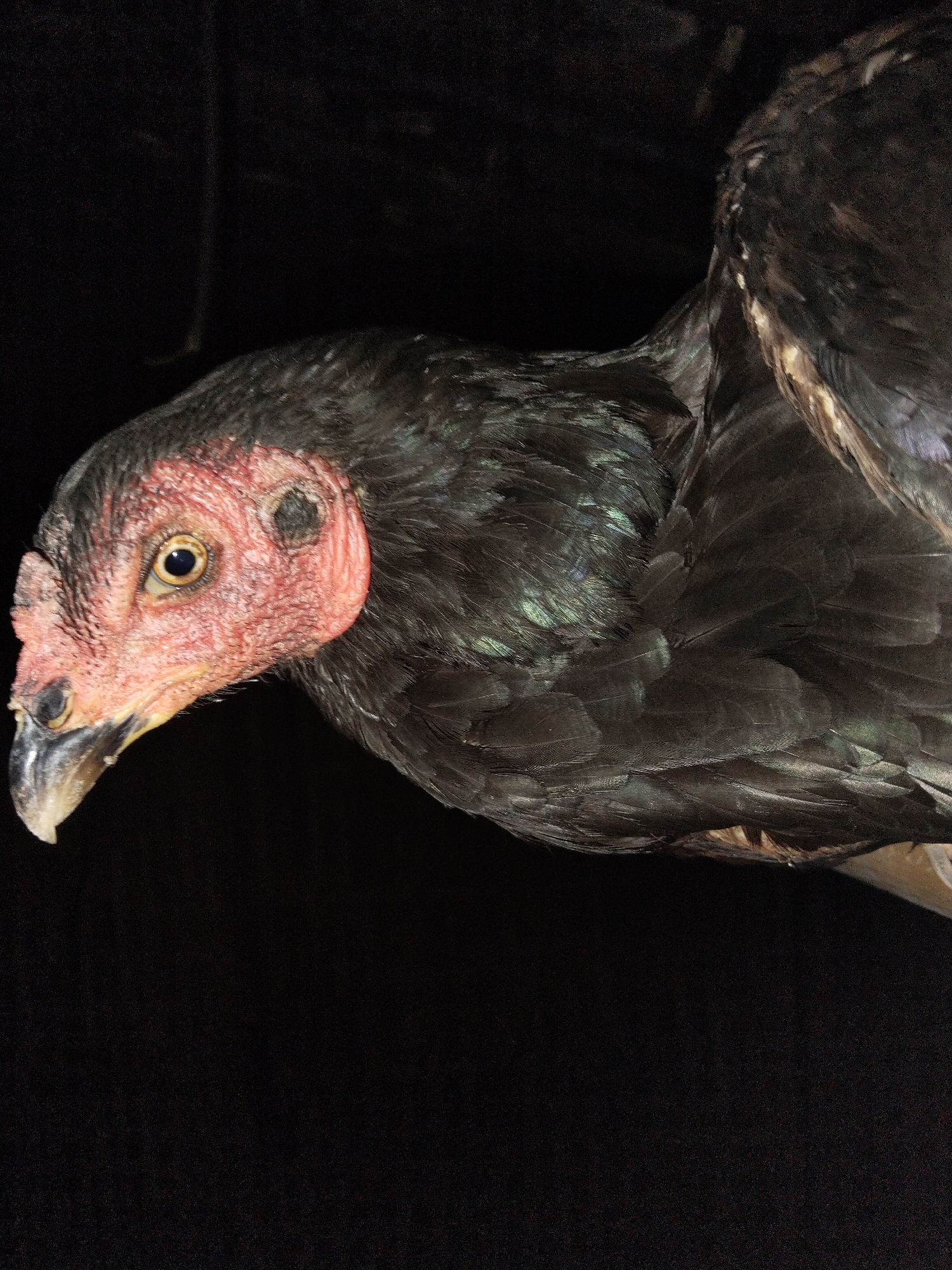 A close-up shot of a black chicken is displayed against a dark background. The chicken is positioned from the neck up, featuring its head and the top of its body, angled slightly to the left. The chicken has a reddish-pink, wrinkled skin around its head and neck, with black markings around its eye. The bird's feathers are predominantly black with iridescent green and blue highlights. The overall lighting is dim, highlighting the texture of the feathers and the skin on the chicken's head. Location: Unknown, Unknown.