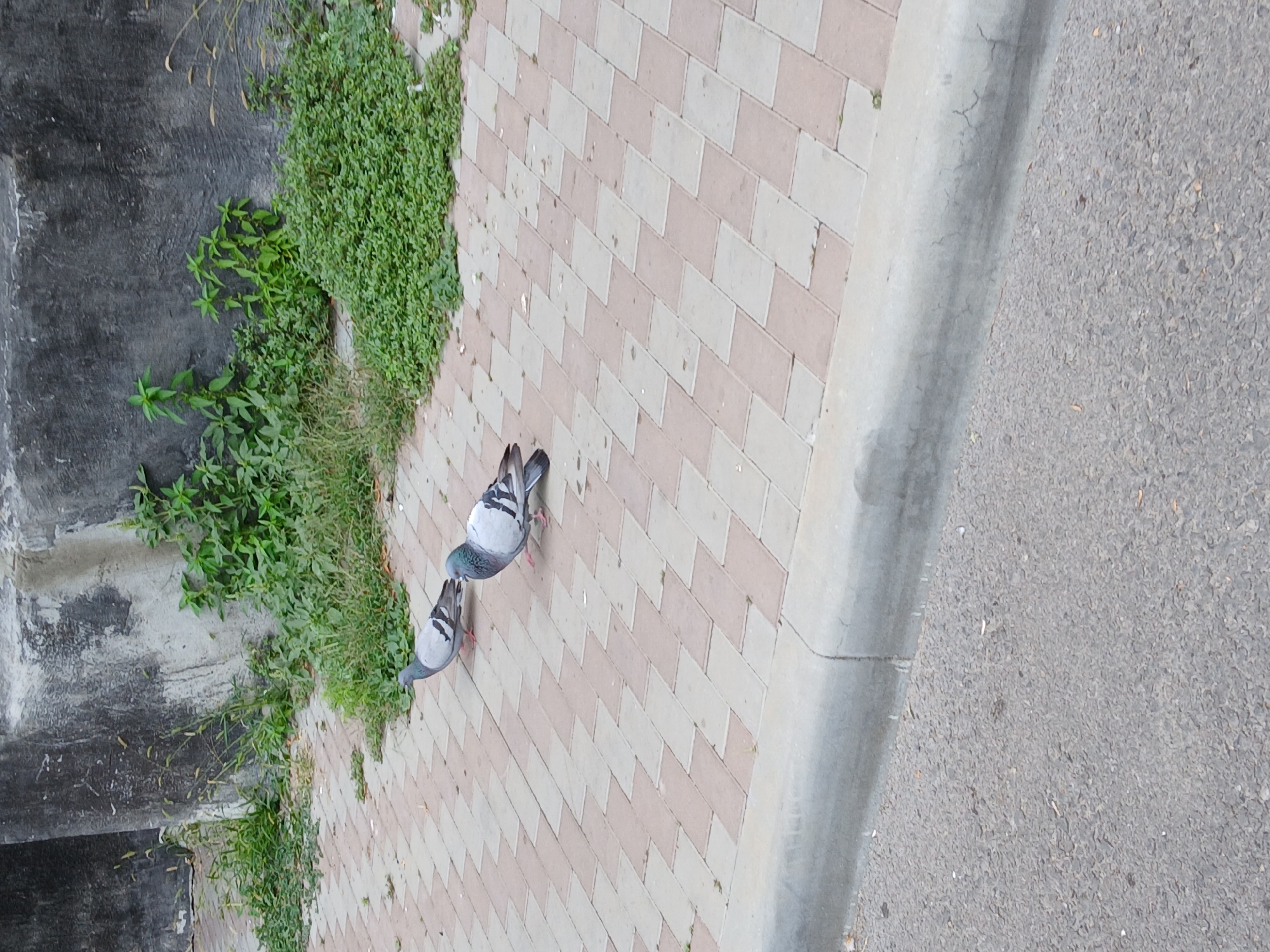 Two pigeons are standing on a paved walkway in front of a textured concrete wall. The walkway is made of rectangular bricks in a staggered pattern, alternating between light tan and a darker reddish-brown. To the right of the pigeons, a dense patch of green ground cover grows against the wall, with taller weeds interspersed. The wall itself appears weathered, with some streaks and discoloration. To the left of the walkway, a grey concrete curb separates it from a grey asphalt road. The scene appears to be outdoors, possibly in an urban or park setting.