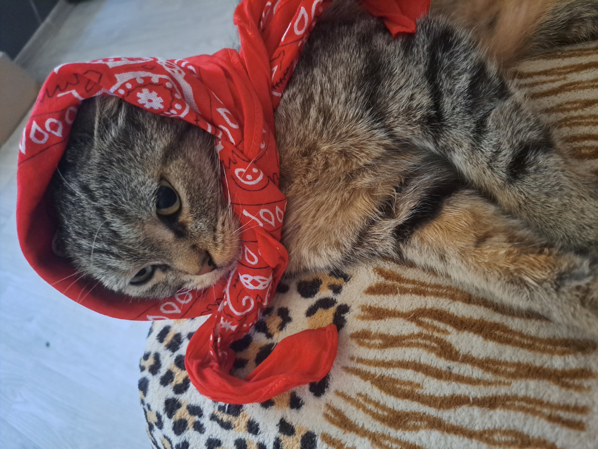 A tabby cat is lying on its side, wrapped in a red bandana with a white paisley pattern. The cat is resting on a cushion with a leopard print and a tiger stripe pattern. The background is a light-colored wooden floor. The cat's gaze is directed to the left. The image was taken indoors. There is no information available to determine the location of Vypasne, Ukraine.