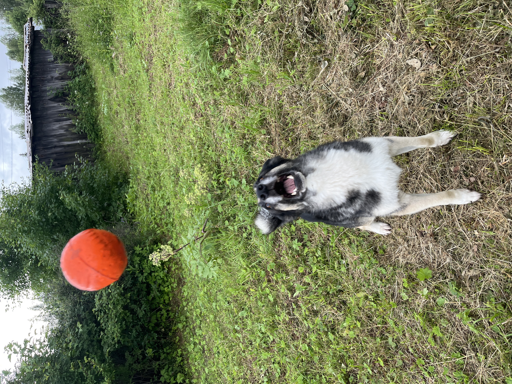 In a grassy, overgrown yard with a weathered wooden shed in the background, a medium-sized dog with black, white, and grey fur leaps upwards with its mouth open, attempting to catch a bright orange ball that is suspended in mid-air above it. The dog is positioned in the center of the frame, facing upwards. Lush green foliage and trees surround the yard, suggesting a rural or suburban setting. The sky is overcast. The image appears to be taken in Nizhny Tagil, Russia, given the context provided.