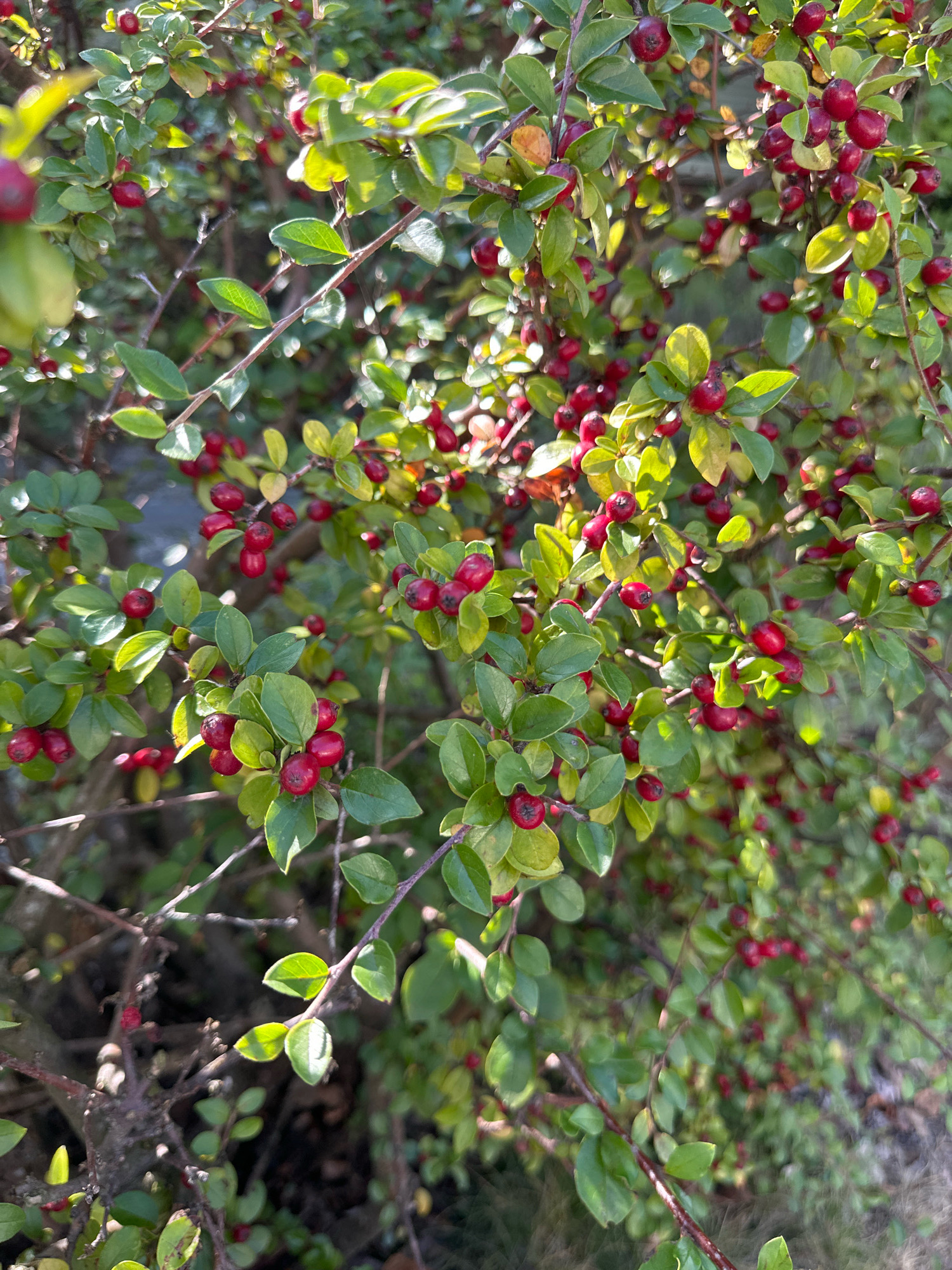 The image shows a close-up of a shrub with small, glossy green leaves and numerous bright red berries. The berries are round to slightly oval and appear to be clustered on thin branches. Sunlight illuminates the foliage, creating highlights and shadows, and casting a warm glow on the scene. The background is a blur of green and brown, suggesting a natural setting with other vegetation. The exact location within Krefeld, Germany, is not discernible from the image itself, as it focuses solely on the plant detail. There are no people, animals, or specific structures visible. The overall impression is of a healthy, fruiting plant in an outdoor environment.
