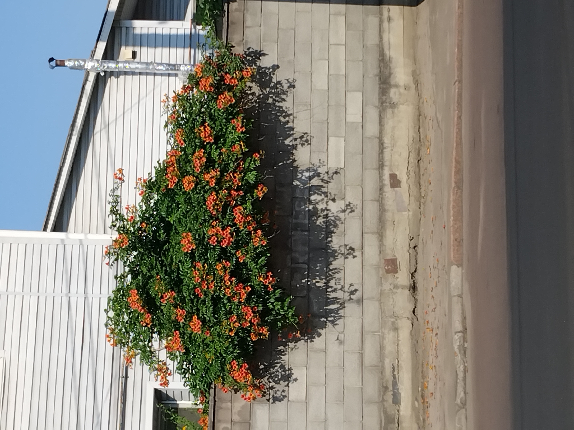 The image depicts a vibrant bush with numerous orange trumpet-shaped flowers cascading over a grey concrete block wall. The wall runs horizontally across the frame, with visible mortar lines and some minor staining. Above the wall, the facade of a white building with horizontal siding is visible, featuring a sloped roofline and a metal pipe extending upwards, likely a chimney, with silver insulation wrapped around it. The sky above is a clear, bright blue. To the left of the bush, a sliver of a window is visible on the building. The ground in front of the wall is paved, with some debris and fallen petals scattered on the surface. A section of asphalt road is in the foreground, suggesting an urban or suburban setting. The lighting indicates it is daytime, with distinct shadows cast by the bush and its foliage onto the wall. There are no people or animals visible in the image. The scene is likely situated in the city of Zhytomyr, Ukraine, as requested.