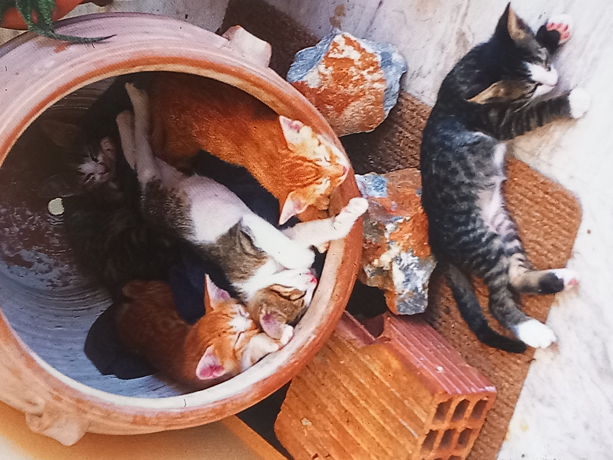 This is a close-up, slightly overhead, natural light photograph of a group of kittens sleeping in and around an overturned terracotta pot. The pot is a rustic, earthy brown color with some decorative ridges near the rim. Inside the pot, four kittens are nestled together. One ginger kitten is at the top, facing left, with its face tucked into the side of the pot. Next to it, a tabby and white kitten is curled up, sleeping. Below them, another ginger kitten is sleeping with its head resting on the tabby and white kitten. A fourth kitten, mostly obscured, is also inside the pot, appearing to be a dark grey tabby.
Outside the pot, a larger dark grey tabby and white kitten is lying on its side, also sleeping. This kitten's tail is visible, with bands of dark grey and white. To the left of the pot is a stack of red bricks. To the right of the pot are two rough, weathered stones, one primarily orange and grey, the other grey with orange and blueish accents. The ground appears to be a mix of a rough, textured brown mat and a smoother, lighter surface. No people are present. The scene depicts a quiet, napping moment for the kittens. The location is not specified as being in any city or region.