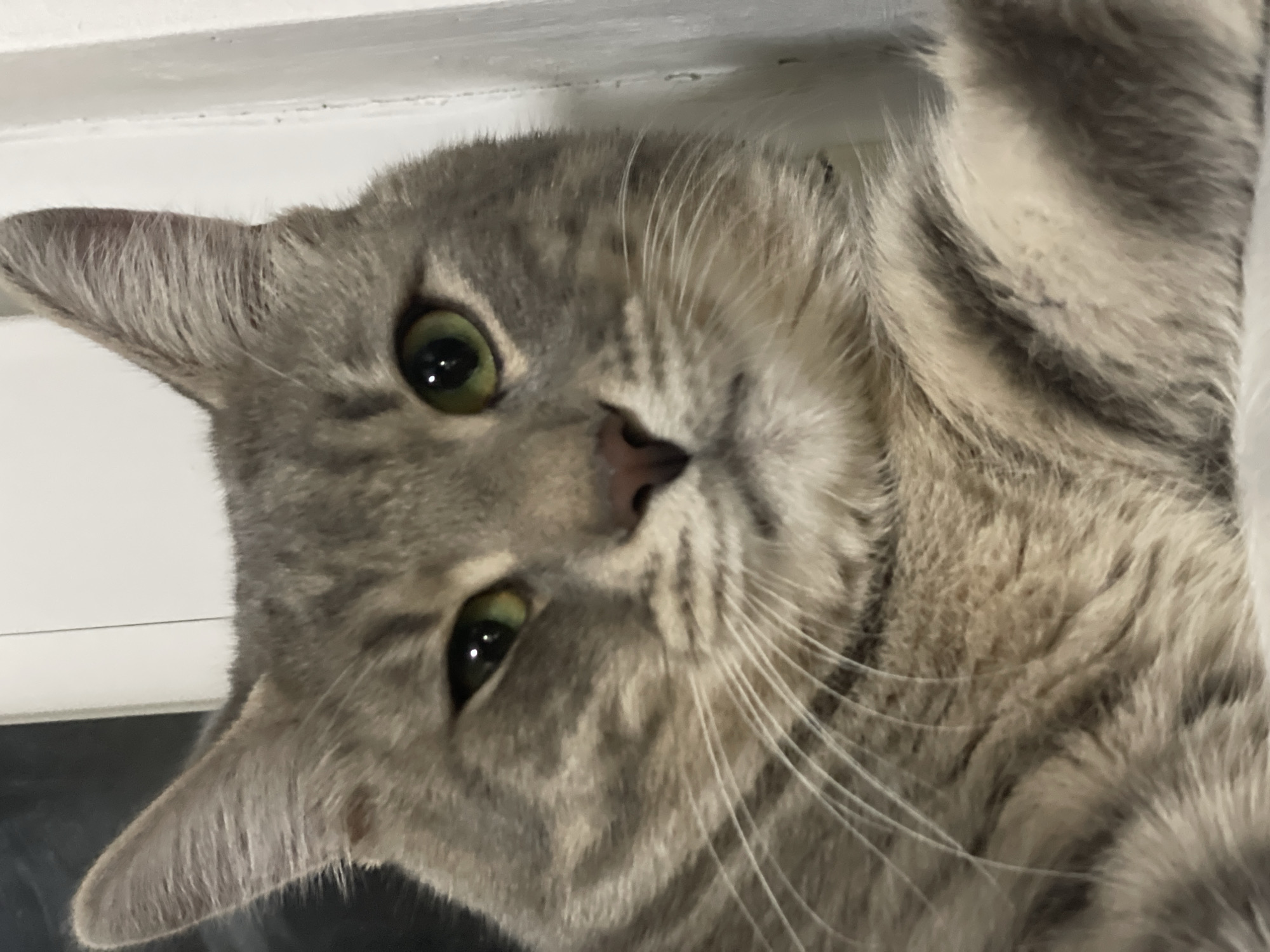 A close-up, portrait-style shot shows a gray tabby cat with green eyes lying on its side. The cat's head is tilted, and it is looking directly at the camera. The cat has a pink nose, long white whiskers, and a collar. The background is out of focus but appears to be a white window frame and dark glass. The image was likely taken indoors. The image provides no evidence to determine the location as Novi Sad, Serbia.