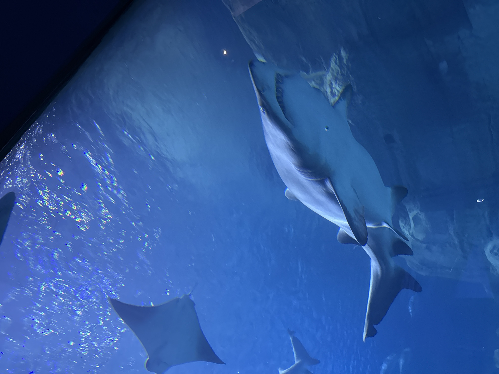In a large aquarium tank, a sand tiger shark swims towards the camera, its mouth slightly open to reveal rows of sharp teeth. The shark's grey body is smooth and elongated, with a pointed snout and two prominent dorsal fins. Behind the shark, a manta ray glides through the water, its large, wing-like fins propelling it forward. The water is a deep blue, with light filtering down from above, creating shimmering patterns on the surface. The tank is designed to resemble a natural reef, with rocks and coral formations providing hiding places for other marine life, though only the shark and ray are clearly visible. The scene is illuminated by artificial lighting, giving the water a vibrant, luminous quality. The overall impression is one of power and grace, as the apex predators navigate their underwater environment.