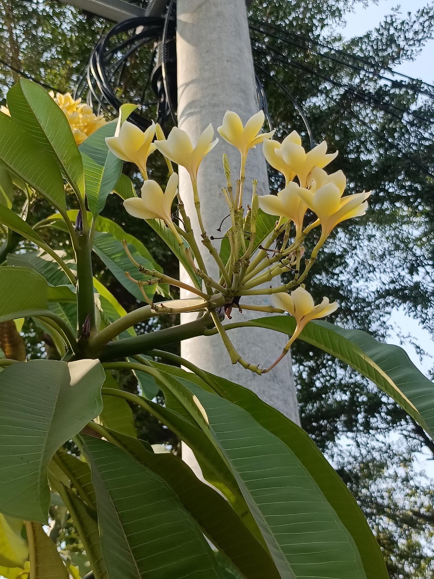 A cluster of pale yellow Plumeria flowers are in full bloom, attached to a thick, green stem. The flowers are elegantly shaped, with delicate petals that unfurl gracefully. Large, vibrant green leaves, with visible vein patterns, surround the blossoms. The foliage appears lush and healthy. In the background, a gray, cylindrical pole is visible, likely a utility pole, with black cables coiled around its upper section. Beyond the pole, a canopy of green trees with dappled sunlight filtering through creates a soft, textured backdrop. The sky is a pale blue, suggesting daylight. The image appears to have been taken outdoors in an urban or suburban setting, possibly in Kediri City, Indonesia, given the presence of tropical flora.