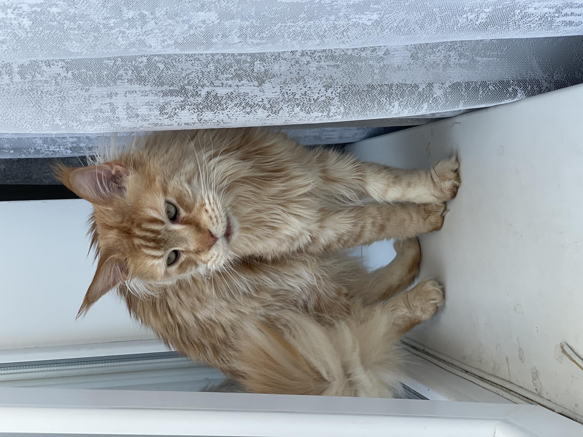 A ginger Maine Coon cat stands on a white windowsill next to a sheer white curtain. The cat is facing to the right, with its head tilted down slightly. Its fur is long and fluffy, with tabby markings. The cat's eyes are green. The windowsill appears to be made of plastic, and there are some smudges and debris on its surface. The curtain is translucent and patterned with a delicate floral design. To the left of the cat, a white window frame is visible. The background behind the curtain is dark and indistinct. The scene is indoors.