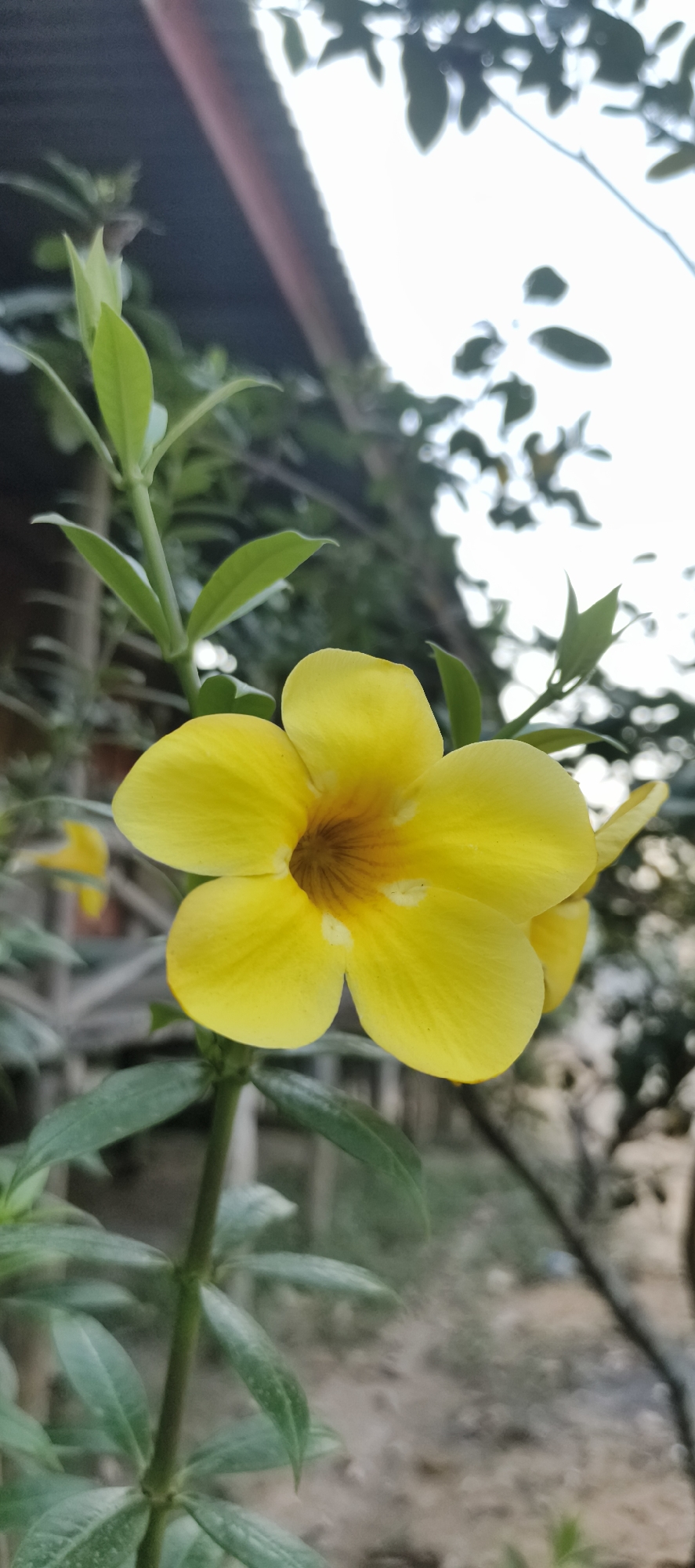 A close-up, vertical shot captures a vibrant yellow flower with five distinct petals and a darker orange center. The flower is the primary subject, positioned slightly off-center to the right. Its petals are delicately veined and slightly curved outwards, revealing the flower's trumpet-like interior. The flower is attached to a green stem, which is surrounded by several green leaves, some pointed and elongated, others broader and ovular. The background is softly blurred, creating a shallow depth of field that emphasizes the flower. Hints of a wooden fence are visible behind the plant, suggesting an outdoor setting. In the upper portion of the image, the bright sky is partially obscured by the silhouettes of leaves and branches from a larger tree, and a dark, angled structure, possibly a roof or awning, is visible on the far left. The overall scene depicts a natural environment in a residential or garden area. The image was taken in the city of Baru, Indonesia.
