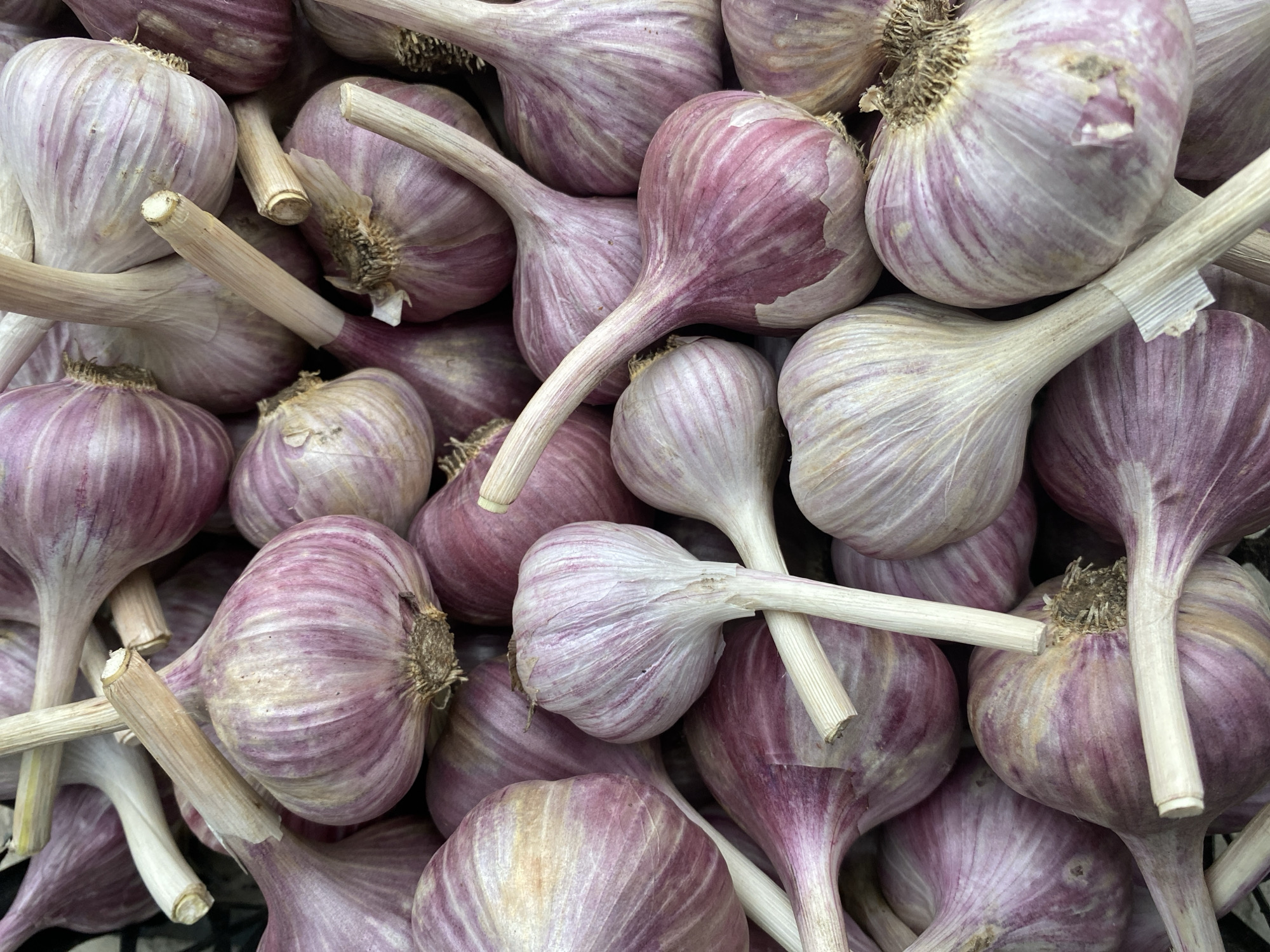 This is a close-up, overhead photograph of a large pile of fresh garlic bulbs. The garlic has light purple and white skin with distinct stripes. Many of the bulbs are still attached to their stems, which are pale beige. Some stems are broken or cut short, while others are longer and extend across the frame. The lighting is bright and even, suggesting an indoor setting or an overcast day. The focus is sharp on the garlic, with a shallow depth of field blurring the background slightly. The overall impression is one of abundance and freshness, likely at a market or in a storage area. No people, text, or specific location cues within the image are visible, beyond the subject matter itself. The context provided indicates the location is Vasylky, Ukraine.