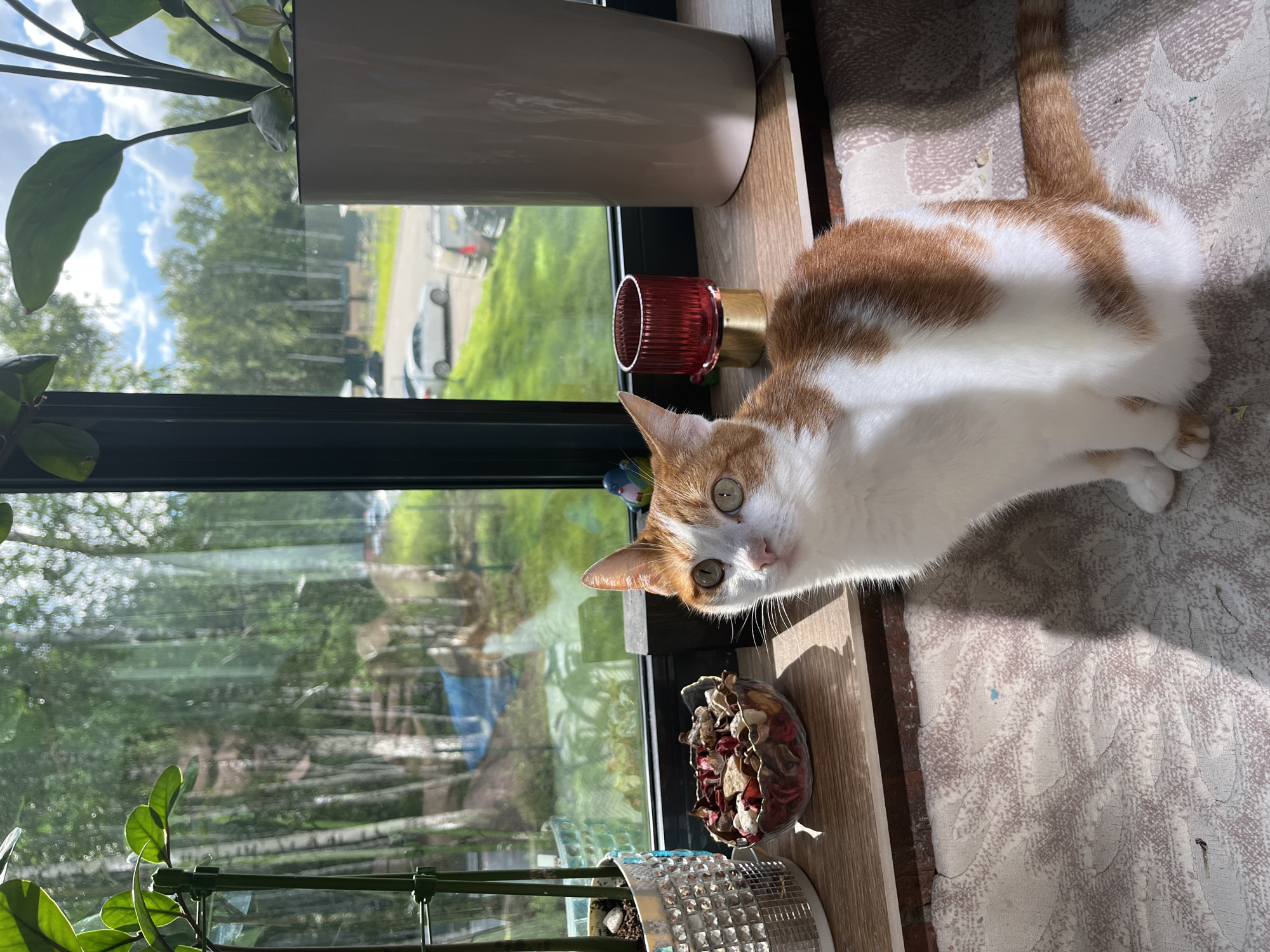 An orange and white domestic cat is sitting on a textured rug in front of a window. The window looks out onto a suburban street with trees, cars, and a cloudy sky. The cat is looking towards the camera with its head tilted slightly. The window sill has several objects on it, including a planter with green leaves, a glass bowl filled with dried potpourri, a small red glass votive holder, and a large white planter. Sunlight is streaming through the window, casting shadows on the rug. The reflection in the window shows trees and a person.