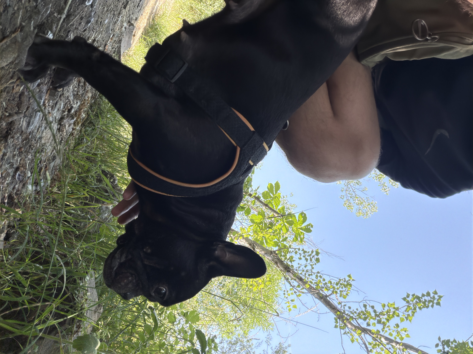 An extreme low-angle, full shot shows a black French bulldog wearing a black harness with orange trim. The dog is in the foreground, with its head turned to the right, sniffing the ground. The dog's body extends to the left, with its hindquarters partially obscured by a person's legs. The person is wearing a black hoodie and olive green shorts. Their right leg is bent, with their knee in the center of the frame. The ground is a mix of dirt, rocks, and green grass. In the background, lush green trees and a bright blue sky are visible. The scene is outdoors, suggesting a park or natural area. The location is specified as Sofia, Bulgaria.