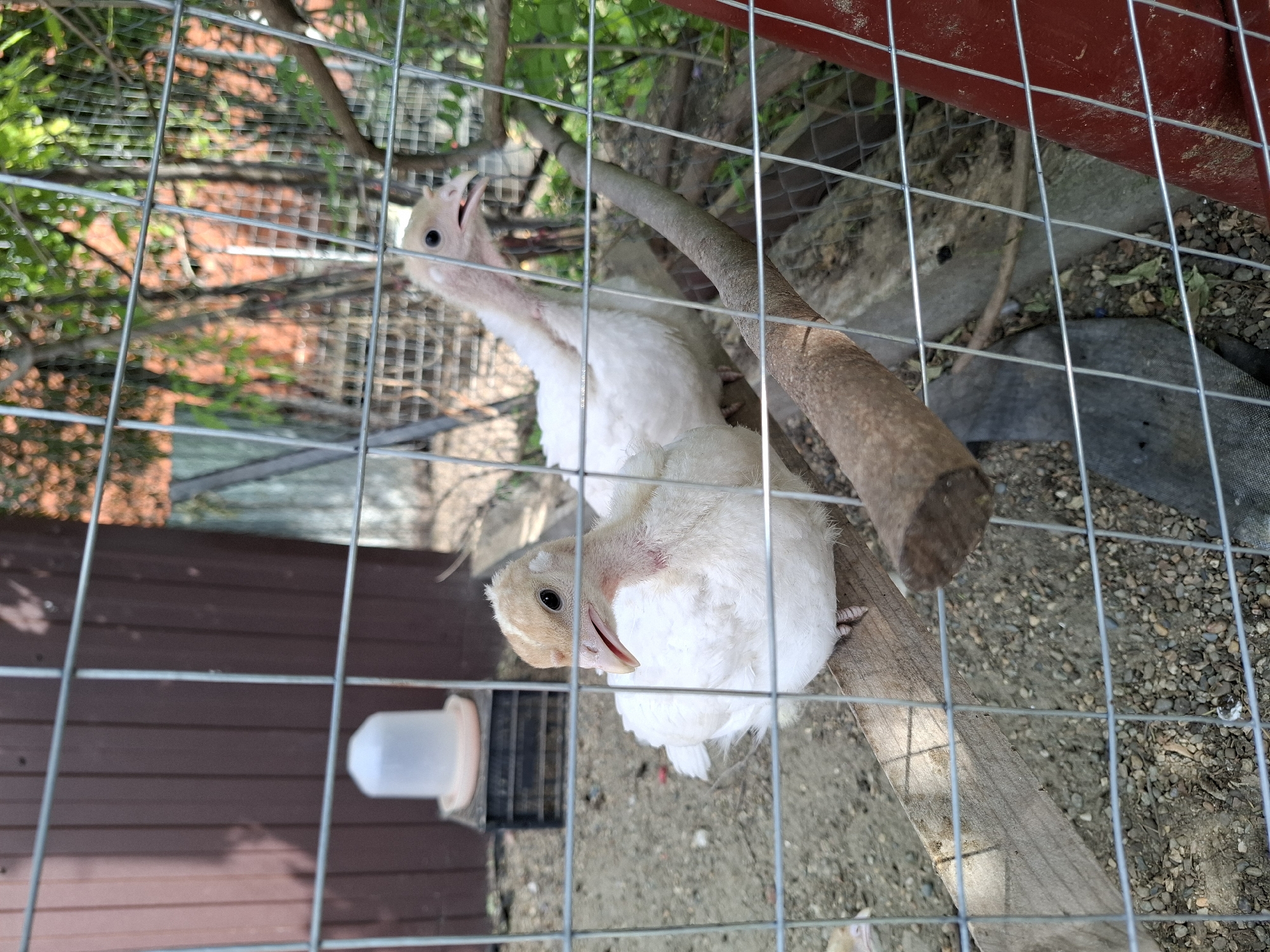Two young white turkeys are in an outdoor enclosure with a wire mesh fence. The enclosure has a wooden structure on the left and a red metal beam on the top. The ground is covered with dirt and small stones. One turkey is in the foreground, looking to the left with its beak open. Its head and neck are light brown, and its body is covered in white downy feathers. The other turkey is behind it, partially obscured by the fence. It is also white with a light brown head. A wooden perch runs horizontally across the enclosure, and a small white and orange water dispenser is attached to the wooden structure. The scene appears to be outdoors during the daytime, with sunlight filtering through the foliage above the enclosure. There is no visible text in the image.