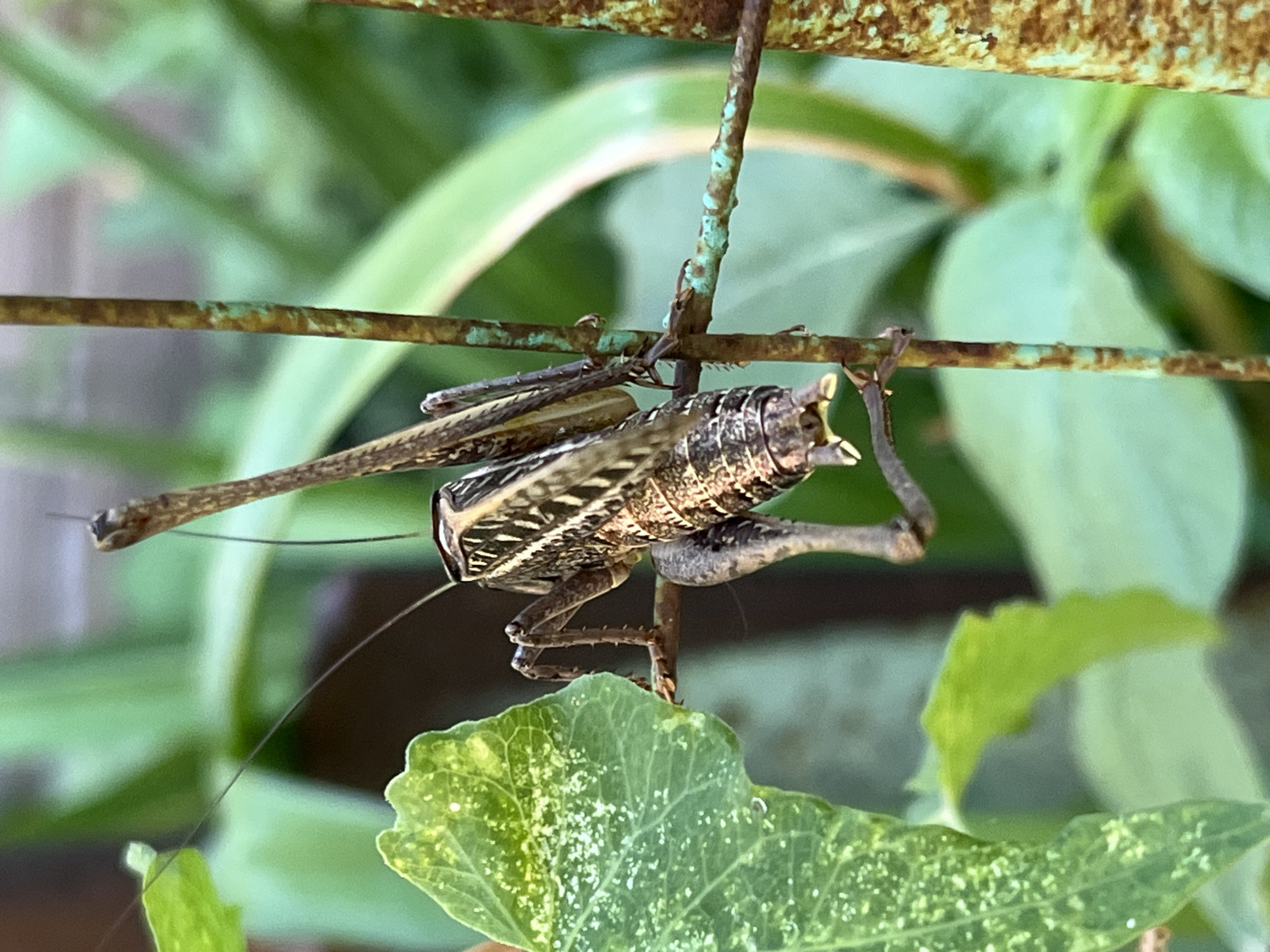 A long-bodied insect with brown and white striped markings is perched on a rusty metal bar. The insect's head is long and narrow with two thin antennae. It has visible legs and wings. The background is filled with blurred green foliage. The scene is set outdoors, with the rusty metal bar appearing to be part of a fence or support structure, possibly in a garden or natural area. The environment suggests a temperate climate. No specific location in Krasnyye Barrikady, Russia can be determined from the image.