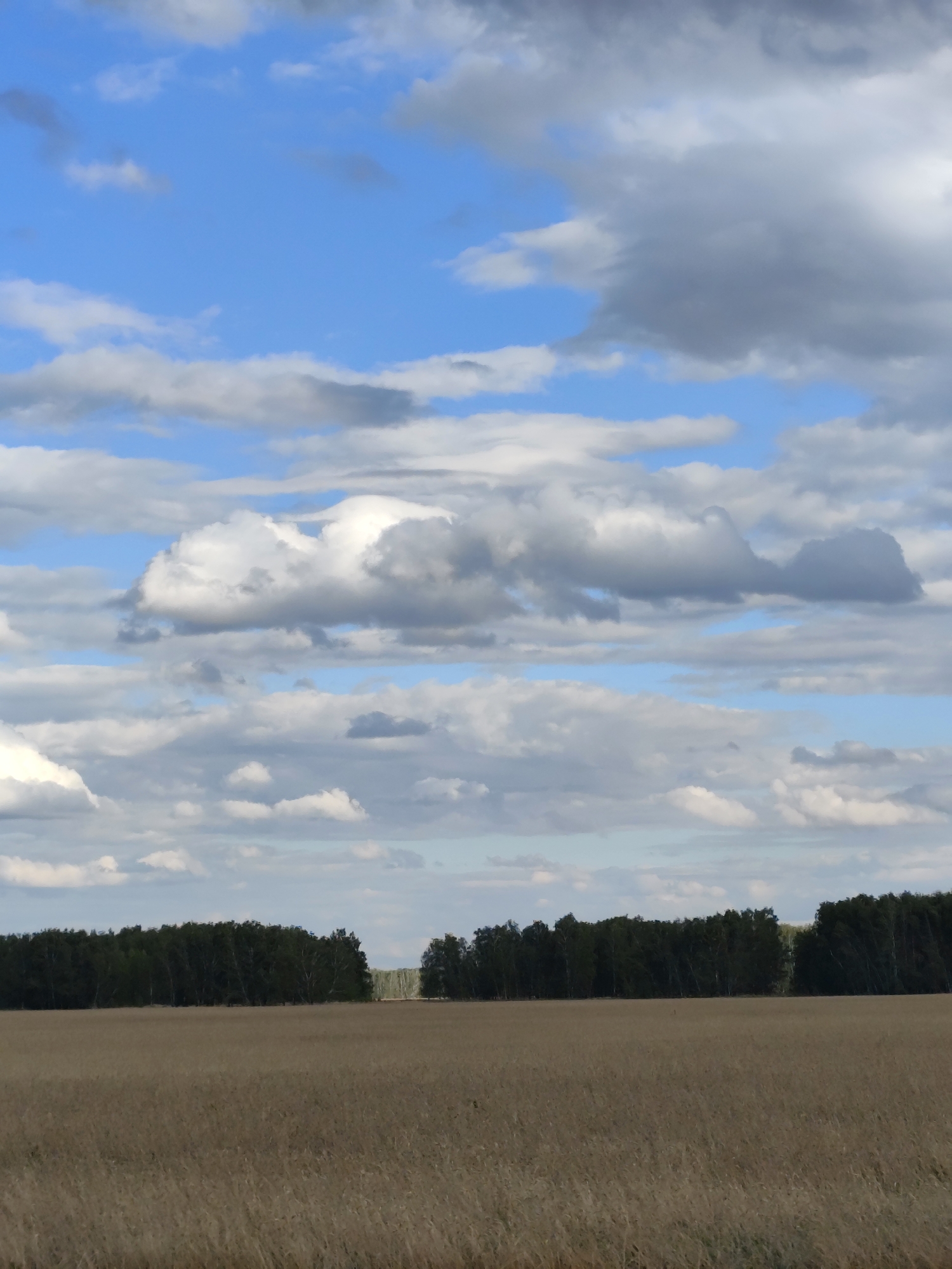 The image depicts a wide, dry field of golden grass in the foreground, stretching towards a line of dark green trees that forms the horizon. The trees are dense and appear to be deciduous, with some variation in height. Beyond the trees, the landscape appears to be flat and open. The sky is a bright blue, filled with scattered white and gray clouds of various sizes and densities. The lighting suggests it is daytime, likely late morning or early afternoon. The scene is devoid of any human presence or activity. The overall impression is one of a rural, natural landscape. The location is in the Berezovsky rural district of Kazakhstan.