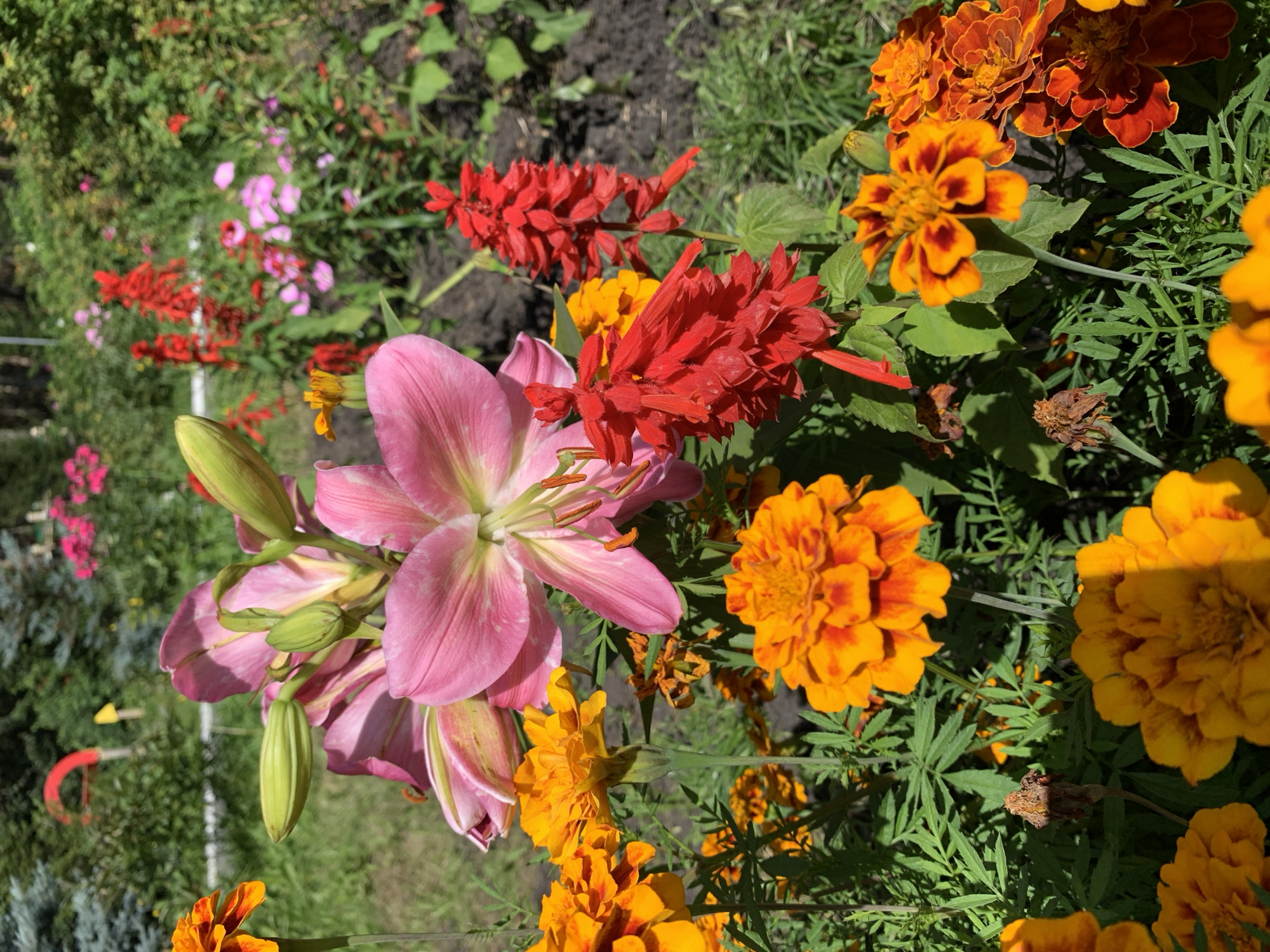 This image displays a vibrant flowerbed featuring a variety of blooming flowers. Dominating the foreground are several orange marigolds with their characteristic ruffled petals. Behind them, a large pink lily with delicate petals and stamens is prominently positioned, with some buds still closed. Interspersed among these are tall spikes of bright red flowers, possibly Salvia, adding a bold splash of color. The background consists of a lush green garden with grass and other foliage, suggesting an outdoor setting. In the blurred distance, hints of playground equipment, including a red arch and a yellow marker, are visible, along with a backdrop of evergreen trees and other flowering plants in shades of pink and red. The lighting indicates it is a sunny day, casting shadows and highlighting the textures of the petals and leaves. The scene is likely located in a park or residential garden within Prokopyevsk, Russia, given the context. There are no people or animals visible in the image.