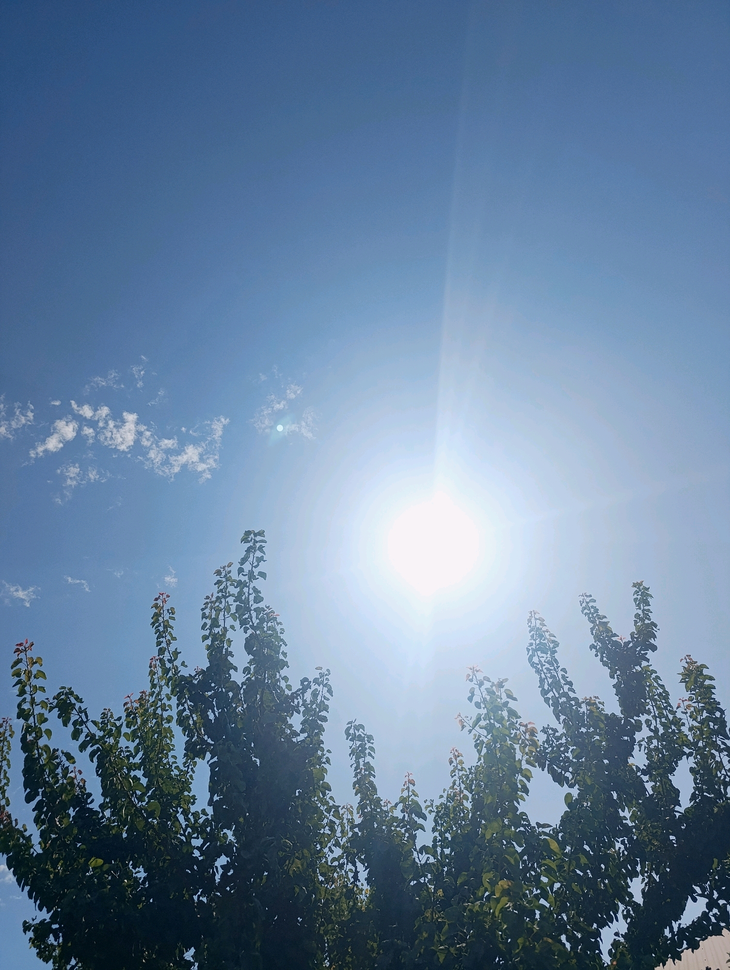 The image captures a bright, sunny day in Yakhshiaul, Uzbekistan, as evidenced by the clear blue sky and the intense sun. The sun is positioned in the upper right quadrant, emitting strong rays that create a lens flare effect. A few wispy white clouds are scattered across the sky. In the foreground, the tops of several trees with lush green leaves are visible, reaching upwards towards the sky. The trees are densely foliated, with some branches showing hints of reddish-brown new growth. The perspective is from below, looking up at the trees and the sky. The overall scene conveys a sense of a warm and clear day in a natural outdoor setting.