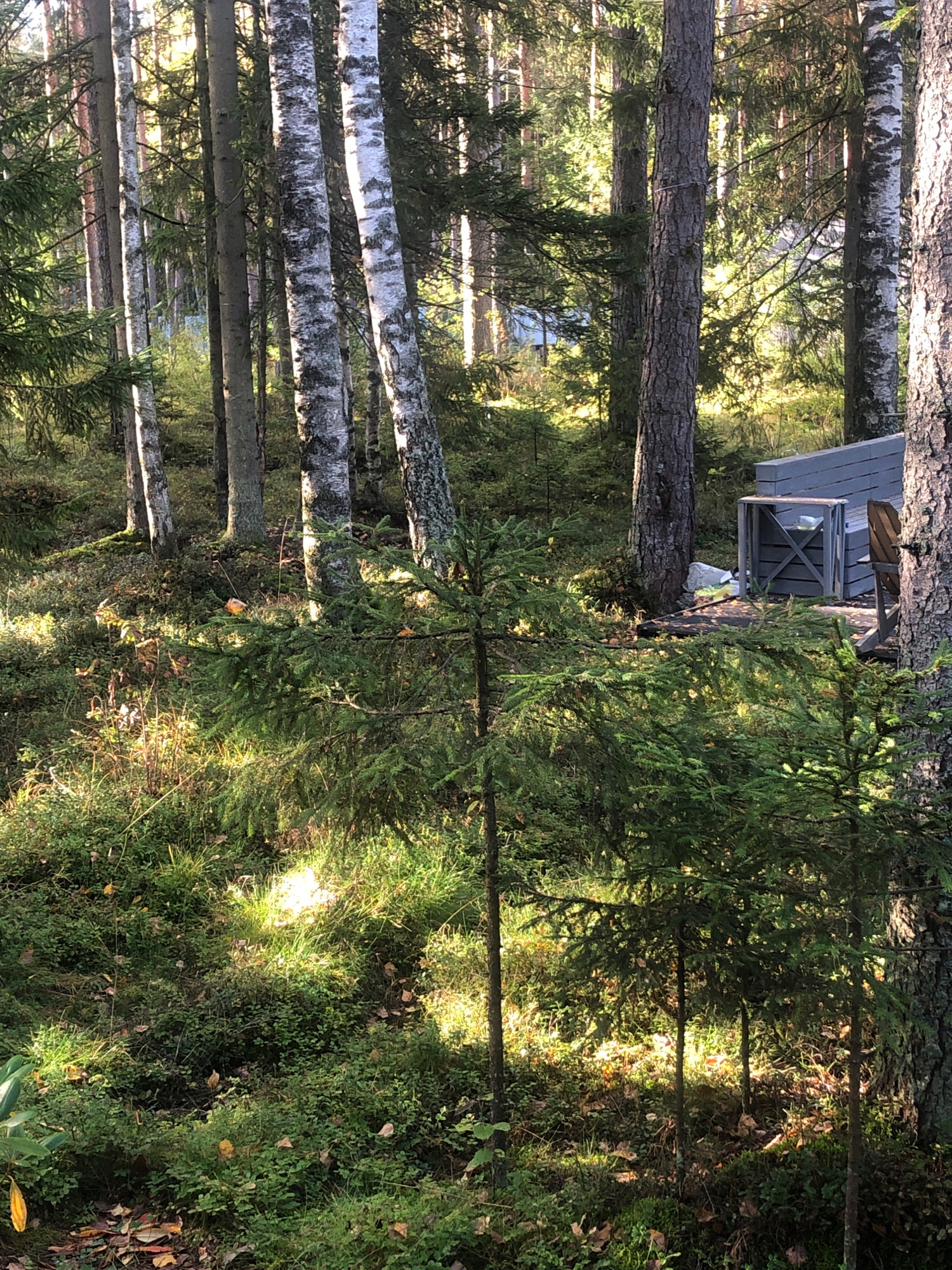 The image depicts a sun-dappled forest scene. In the foreground, several young evergreen trees are visible, their branches catching the light. The ground is covered in a thick carpet of low-lying green vegetation, moss, and fallen leaves, with patches of sunlight illuminating the undergrowth. In the mid-ground, the forest floor slopes upward, revealing more trees, including birch trees with their distinctive white bark. Further into the background, a small, grey wooden structure with a slatted front and a chair is partially visible, suggesting a sheltered outdoor area or a small outbuilding. The overall impression is one of a serene, natural woodland setting. The location in the city of Arfa, Russia, is not visually identifiable from the image itself.