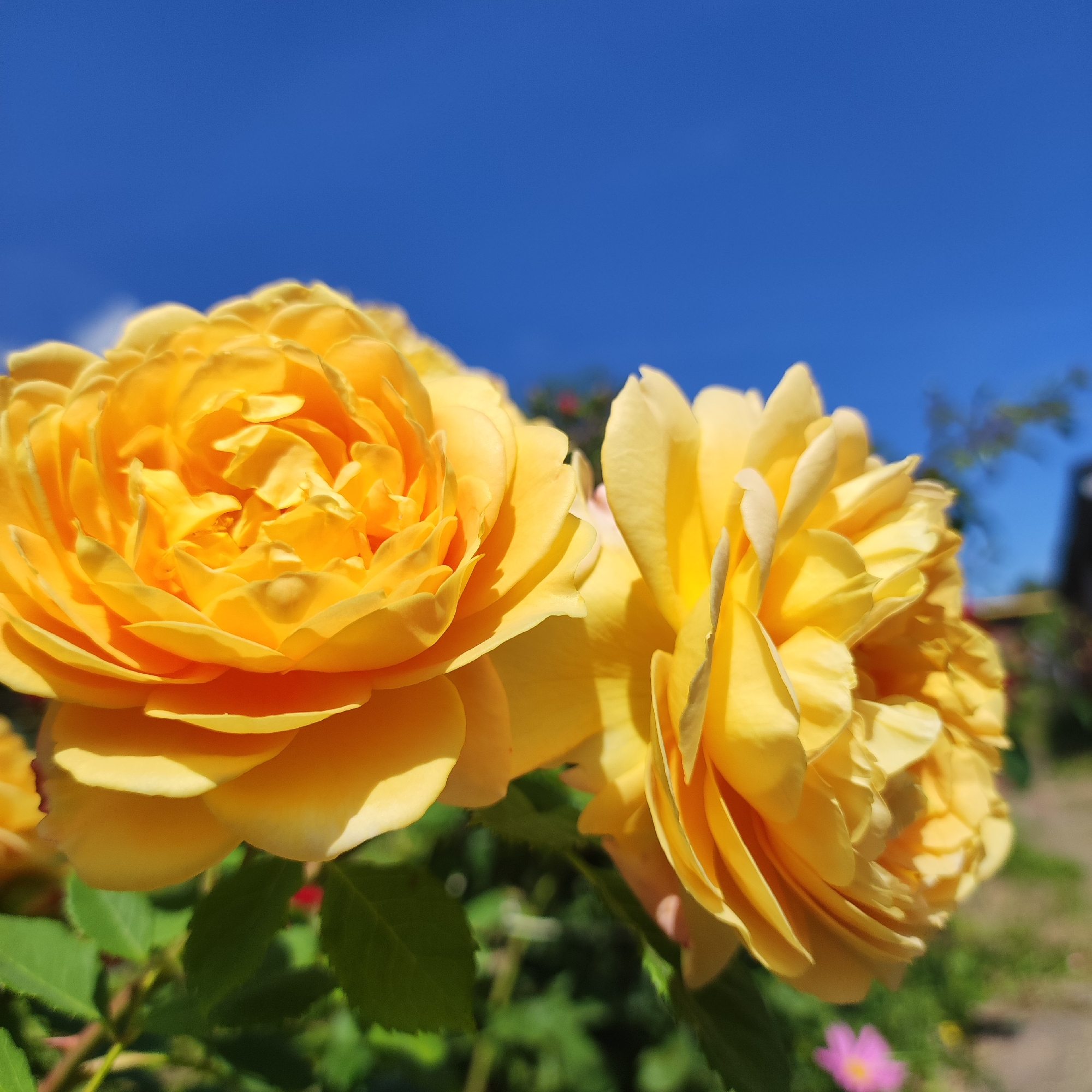 Two yellow roses are in focus, with petals layered densely, appearing in full bloom. The rose on the left is closer and larger in the frame, its center a swirl of tightly packed petals. The rose on the right is slightly behind and to the right of the first, also showing abundant, ruffled petals. Both roses exhibit vibrant yellow hues with subtle variations in tone due to lighting and shadow.
The background is dominated by a clear, bright blue sky. Below the roses, green foliage and stems are visible, out of focus, suggesting a garden setting. A hint of a small pink flower can be seen in the lower right corner, also blurred. The overall impression is a close-up, sunny day shot of blooming roses. The image is a photograph taken outdoors. The location in Navoloki, Russia, is not discernible from the visual information provided.