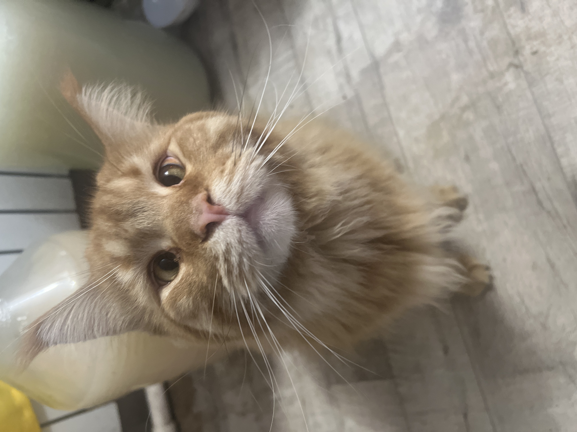 A close-up, eye-level, vertical shot captures an orange tabby cat with prominent whiskers and long fur, looking directly at the camera. The cat's face fills most of the frame, with its large, expressive eyes taking center stage. Behind the cat, out-of-focus elements suggest an indoor environment with large, light-colored containers and a tiled floor. The lighting is soft, with no harsh shadows, indicating an ambient light source. The scene does not provide any information about the city of Kalinino, Russia.
