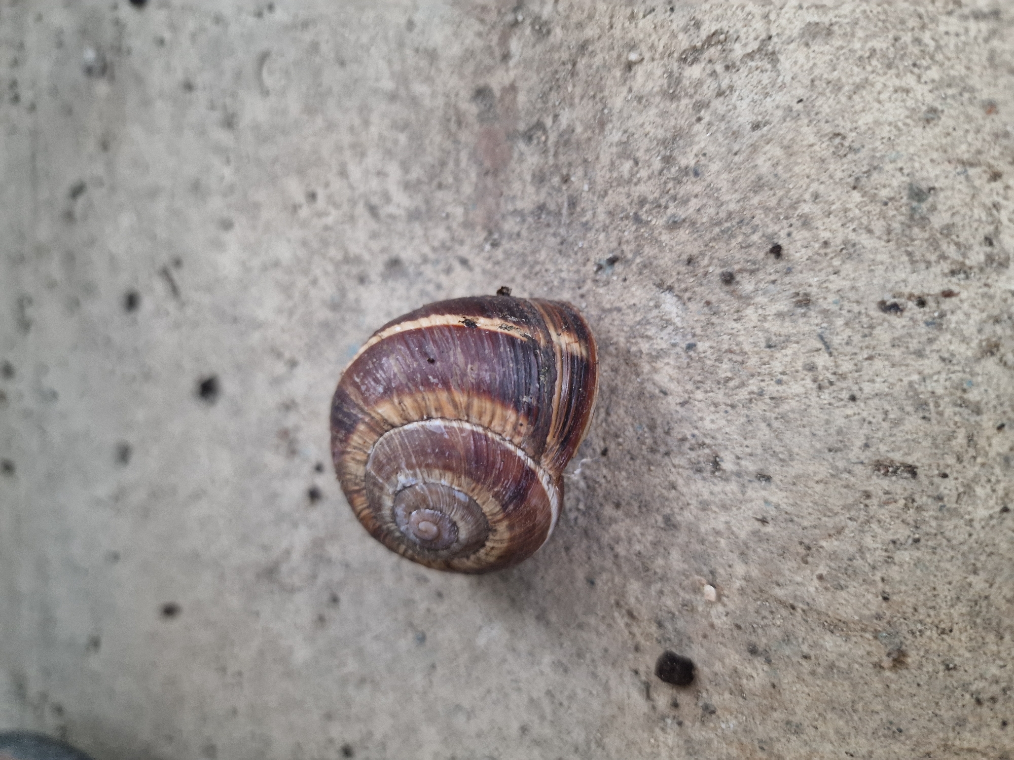 A snail shell is the primary subject of this overhead shot, resting on a textured, light-colored surface that appears to be concrete or rough pavement. The shell is spiral-shaped and exhibits a gradient of brown and reddish-brown colors, with lighter bands running around its circumference. The surface beneath the shell is speckled with small dark and light particles, and some faint, dark smudges are scattered across it. The lighting suggests it could be daytime, possibly overcast, as there are no strong shadows. The overall impression is of a still, everyday scene, possibly in an outdoor urban or rural setting in Kursavka, Russia, given the context. There is no visible text in the image.