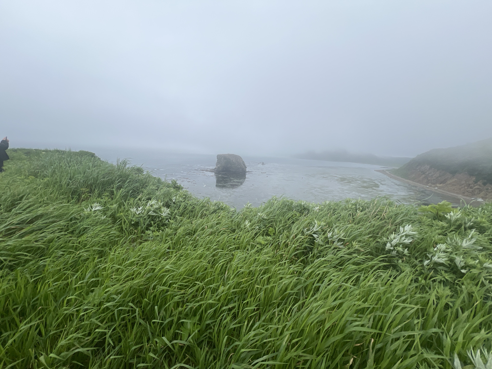 The image depicts a foggy coastal scene in Tikhoe, Russia. In the foreground, tall, green grass is swaying in the wind, obscuring much of the lower portion of the frame. A person, partially visible on the left edge of the image, is standing on a grassy bluff and appears to be holding a mobile device, possibly taking a photograph or video. Beyond the grass, a body of water is visible, its surface disturbed by ripples. In the middle distance, a large rock stands out of the water. The background is dominated by a thick, white fog that envelops the landscape, obscuring distant features and creating a sense of depth and mystery. A shoreline is visible on the right side of the image, sloping down towards the water.