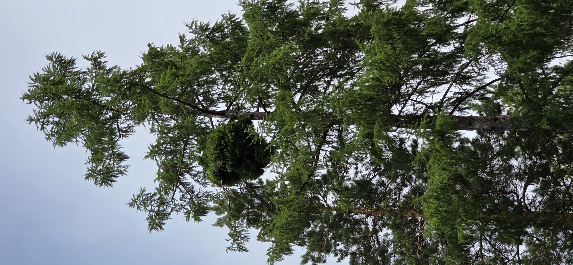 The image shows a tall evergreen tree with a large, dense green growth on one of its branches. The growth is spherical in shape and appears to be a natural occurrence on the tree, possibly a witches' broom. The tree is situated in a natural environment, likely a forest, given the presence of another evergreen tree to the left. The sky is overcast, suggesting a cloudy day. The image does not provide any information about the city of Lensk, Russia. There are no people, animals, or any signs of human activity visible in the image.