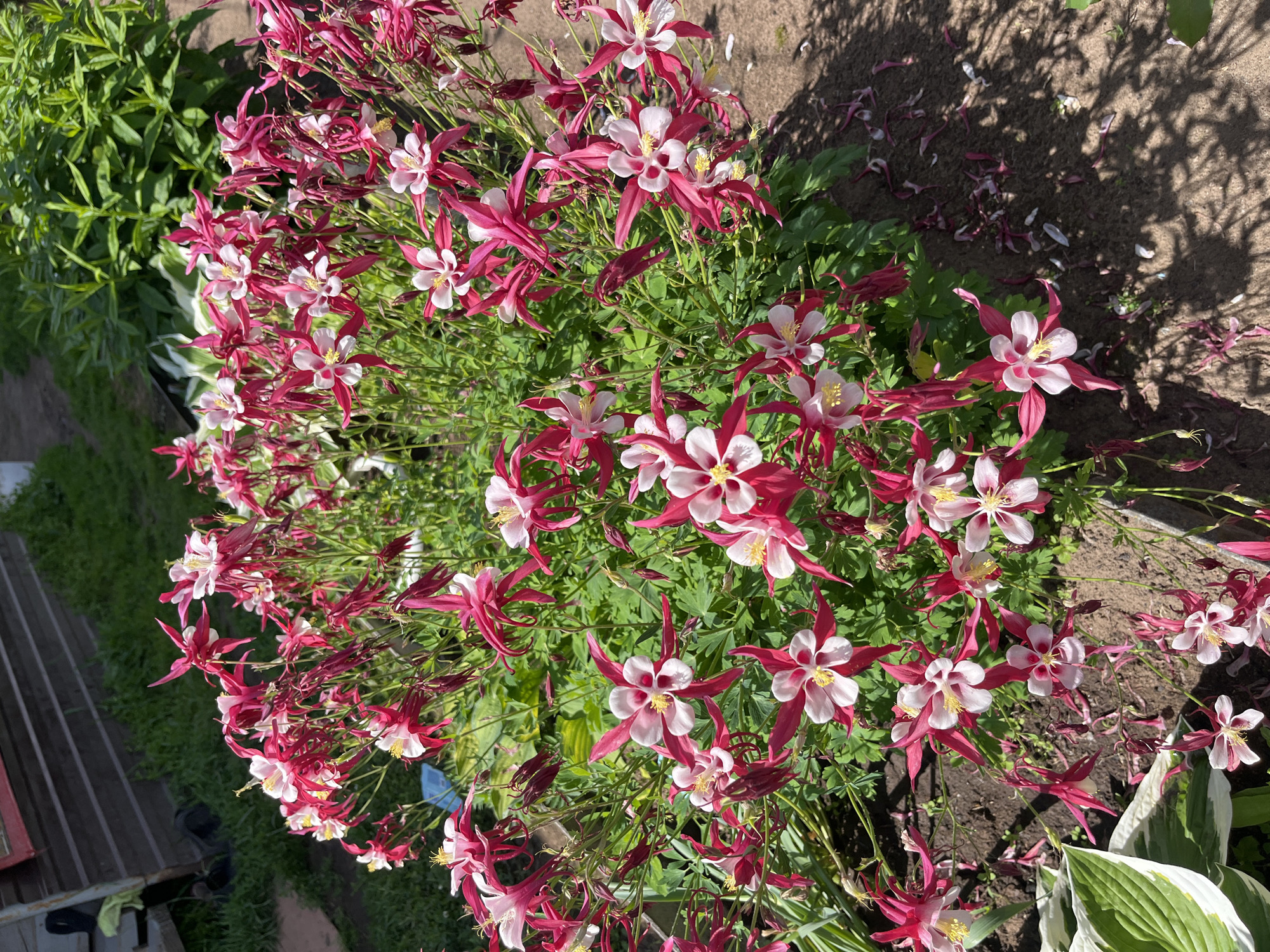 A cluster of bright pink and white columbine flowers with prominent spurs bloom in a garden bed under natural sunlight. The flowers exhibit five petals, with some appearing to be in full bloom and others in bud or withering. The surrounding foliage is lush and green. In the background, a wooden structure with a dark red door or panel is visible, along with more green vegetation and a patch of dark soil. Petals have fallen onto the soil in the foreground. The scene appears to be in an outdoor garden setting in the city of Uralsk, Russia.