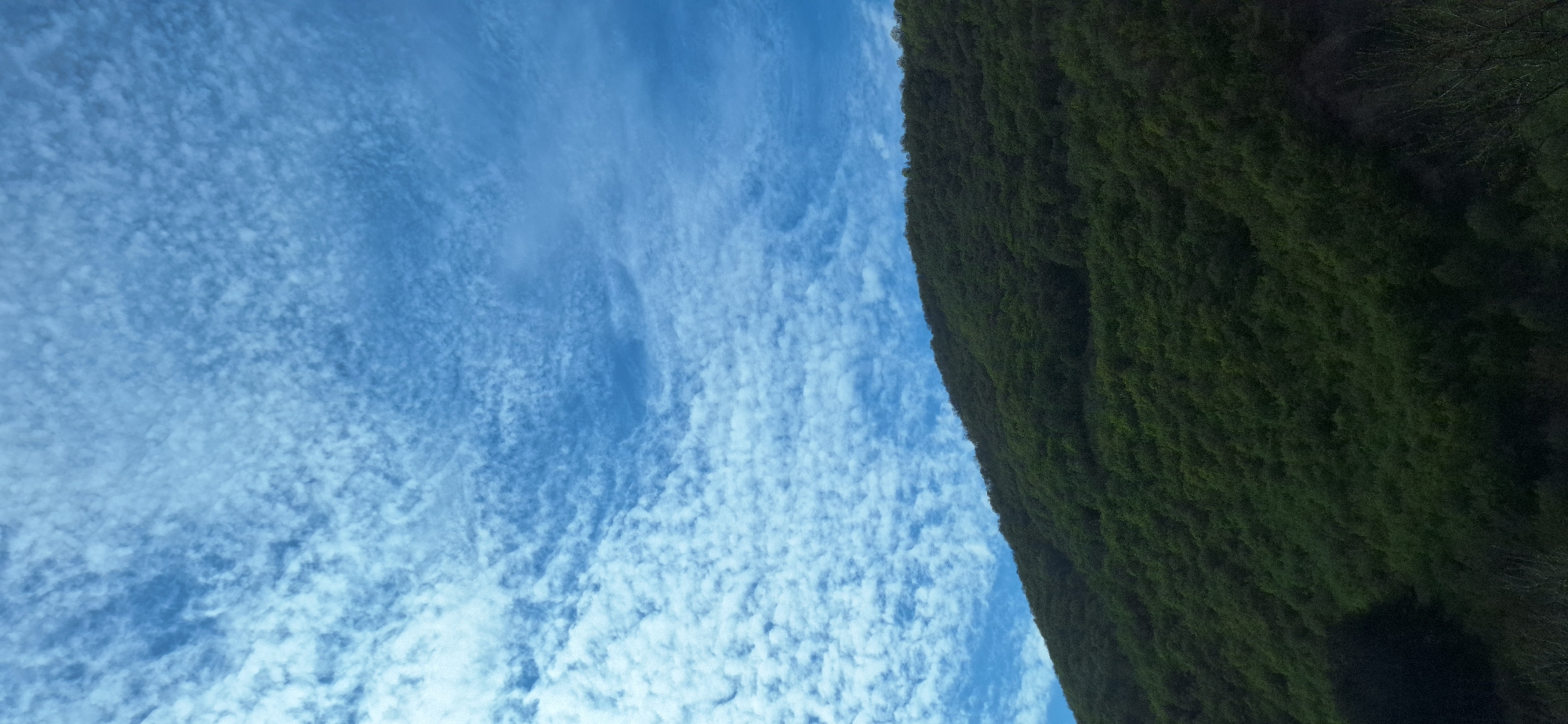 A vertical shot captures a sky filled with altocumulus clouds, juxtaposed against a densely vegetated hillside. The sky is predominantly light blue, almost whitish, due to the cloud cover. On the right side of the frame, the hillside is covered with trees and vegetation, giving it a dark green, almost black, appearance. The photograph is taken at an angle, suggesting that the shot was taken looking upwards. No buildings or people are visible in the frame. The location is likely Poleto, Bulgaria, as requested.