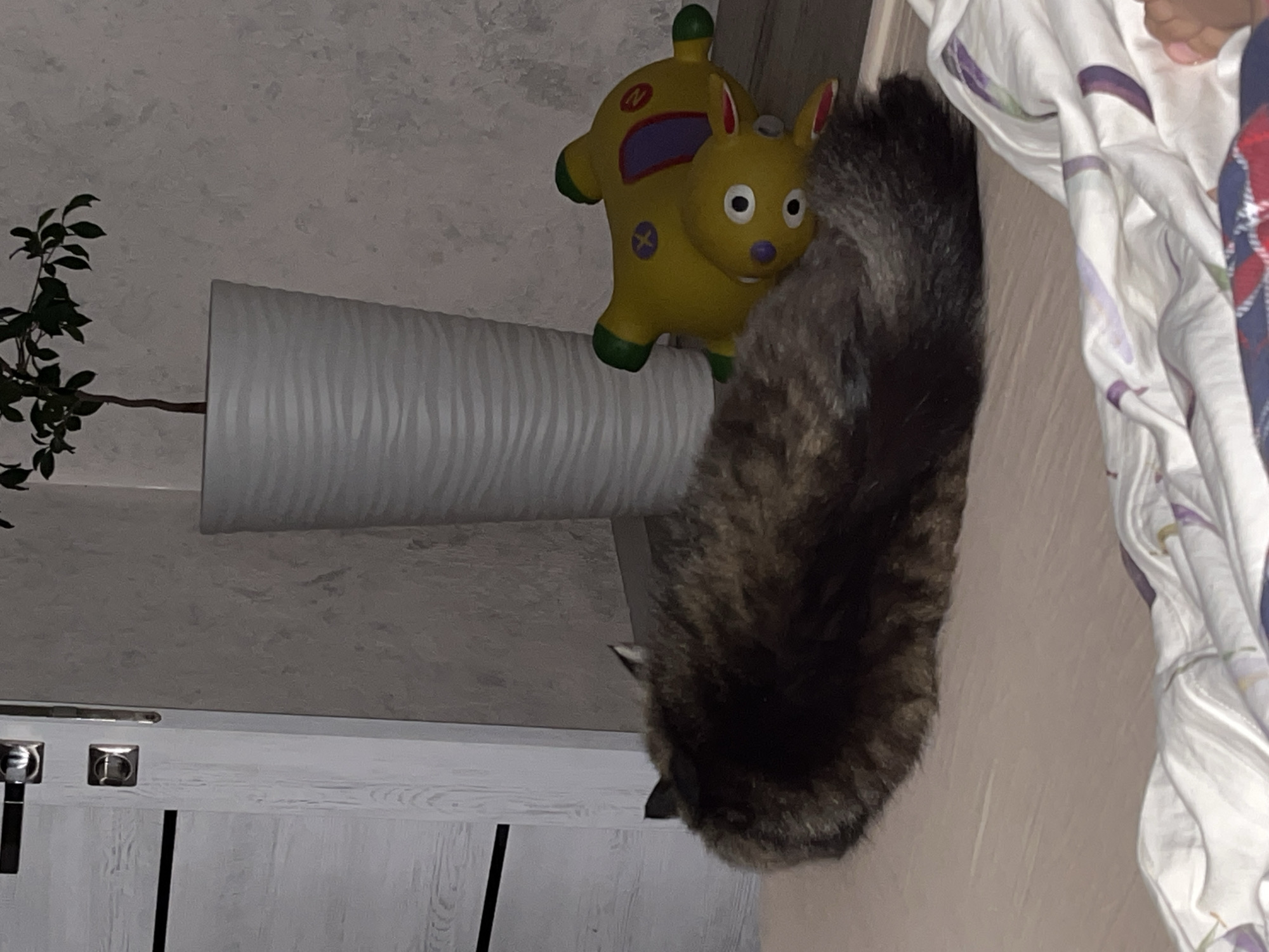 In Krasnyye Barrikady, Russia, a fluffy, dark brown and black cat is curled up on a light-colored surface, likely a bed, facing away from the camera. Its tail is wrapped around its body. To the right of the cat, a yellow inflatable toy, resembling a stylized animal with large eyes and red details, is partially visible on a wooden floor. In the background, a tall, white, ribbed vase with a small green plant sits next to a textured, light-colored wall. To the left, a portion of a white door with dark accents and metallic hardware is visible. The scene appears to be indoors, in a domestic setting.
