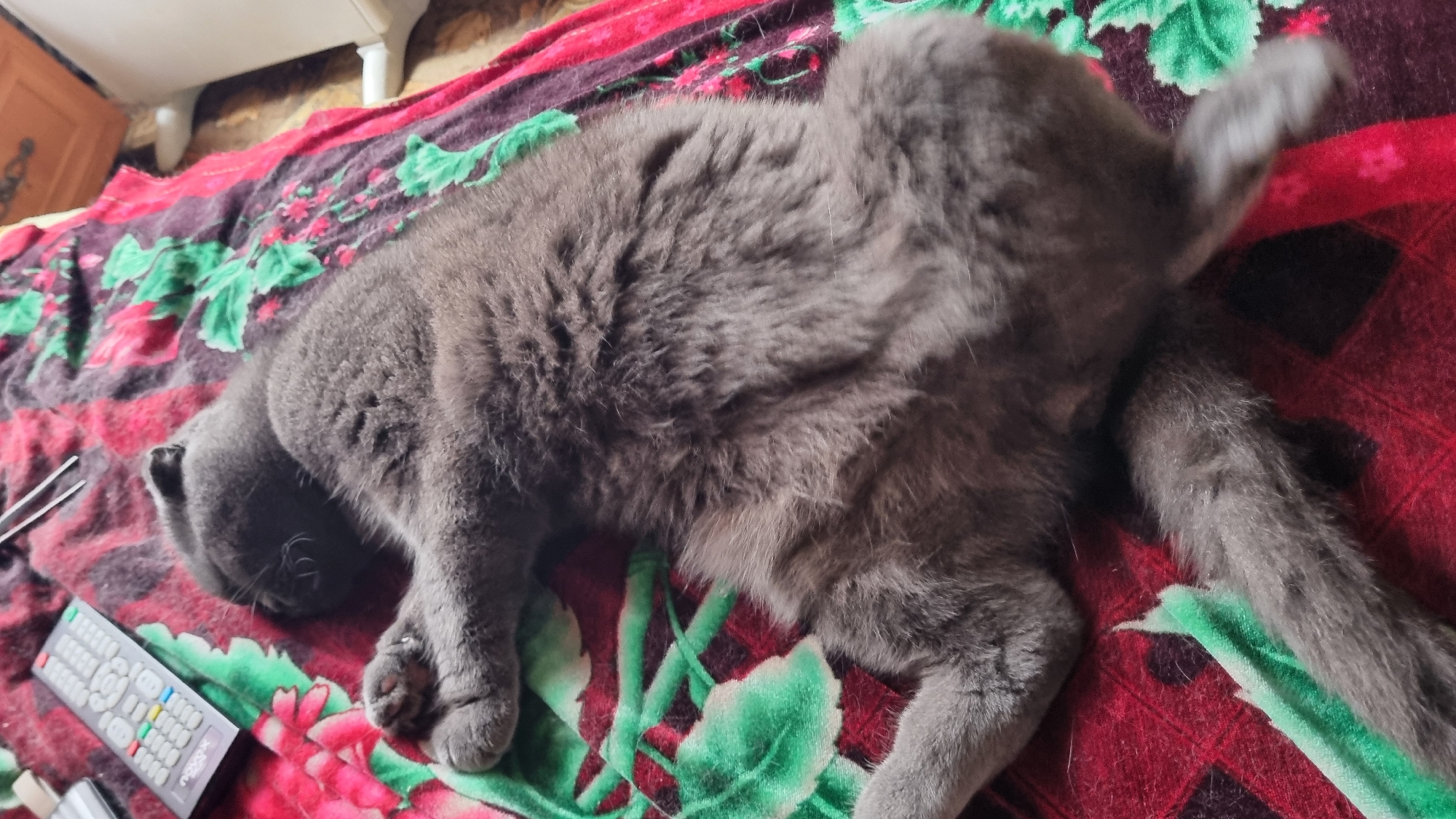 A dark grey cat is sleeping on a blanket with a floral pattern. The blanket is red and green with pink flowers. A remote control is on the blanket to the left of the cat. The scene appears to be indoors, possibly in a living room. There are no people visible in the image. The location of Vysokoe, Russia is not depicted in this image.