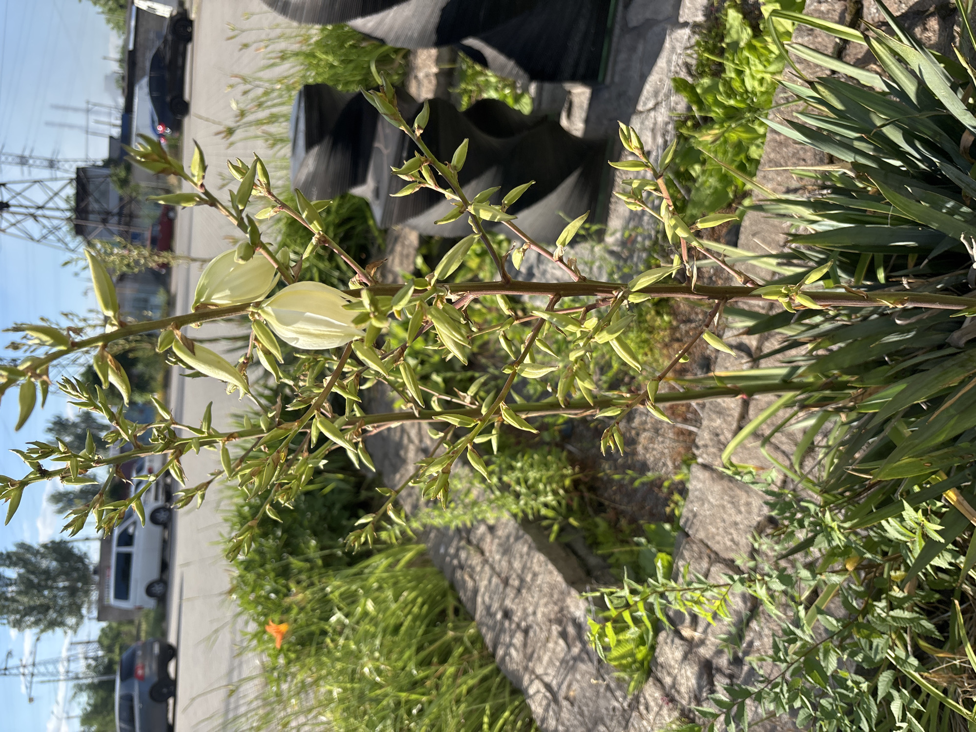 The image displays a cluster of Yucca flowers in bloom, with their white, bell-shaped petals a prominent feature against a backdrop of greenery and industrial elements. The flowers are suspended from a central stem, with numerous unopened buds also visible. The plant itself appears to be a Yucca, identifiable by its sword-like leaves that fan out from the base.
The setting is an outdoor environment, with a paved walkway and several vehicles in the background, including a white van and a dark-colored car. In the far background, industrial structures, possibly related to power transmission, are visible. The presence of large, black, possibly recycled tires stacked behind the plant suggests an urban or industrial fringe location.
The lighting indicates it is daytime, with sunlight casting shadows, suggesting it could be morning or afternoon. The weather appears clear and sunny, contributing to the bright, almost overexposed quality of some parts of the image. The overall scene suggests a contrast between nature and the built environment. No people are visible, and no text is discernable in the image. The focus remains on the Yucca plant and its flowers, highlighting their delicate beauty amidst the more rugged surroundings.