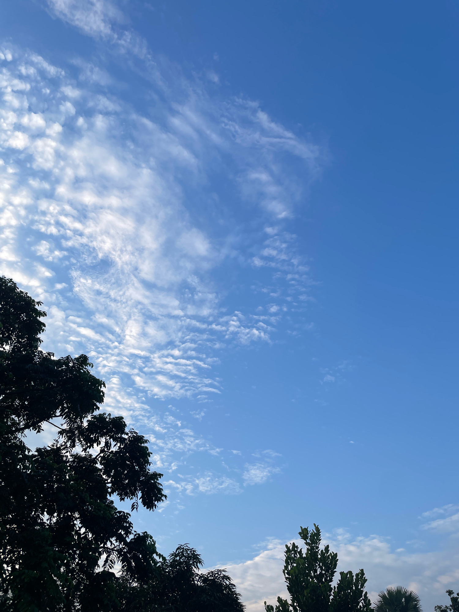 This image captures a segment of the sky above Dattapata, Bangladesh. The sky is a vibrant blue, interspersed with wispy white clouds that form intricate patterns. Silhouetted against the bright sky are the dark green canopies of trees, with the dense foliage of a large tree dominating the lower left of the frame. Towards the bottom right, smaller trees and the fronds of a palm tree are visible. The scene appears to be from daytime, with natural light illuminating the sky and clouds. There are no people or human activity depicted in the image.