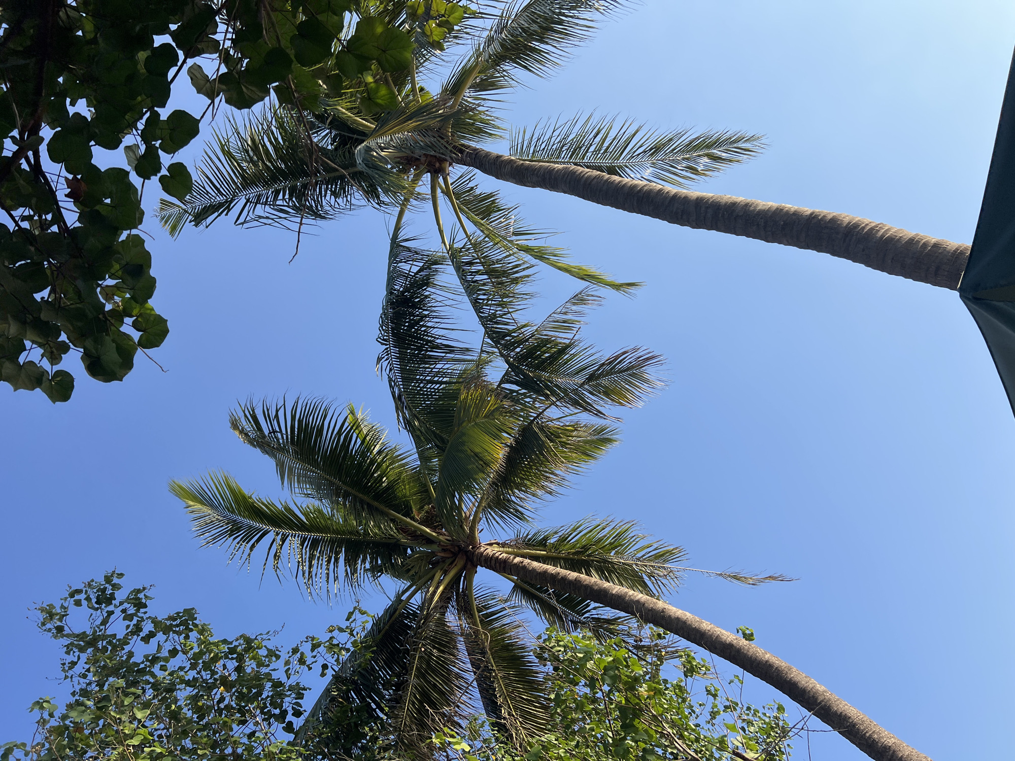 Two tall, mature palm trees with rough, textured trunks and long, drooping fronds dominate the frame, reaching upwards towards a clear, vibrant blue sky. The fronds of the palm on the right are more prominent and extend further into the shot. To the left and upper right of the image, dense green foliage from other trees or bushes partially obscures the sky, casting shadows and adding a contrast to the bright blue. The lower portion of the image shows a dark green canopy, possibly of an umbrella or a tent, indicating an outdoor setting. The scene evokes a tropical ambiance, consistent with the environment of Kuta, Indonesia, a coastal resort town known for its beaches and palm trees. There are no people visible in the image.