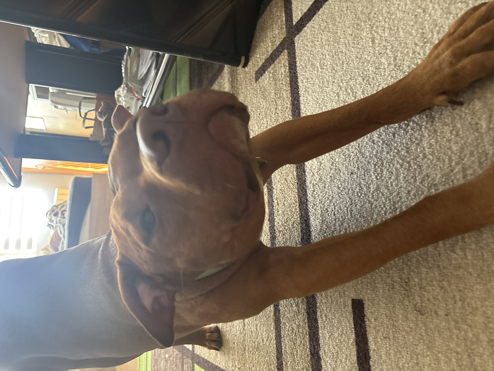 A tan Vizsla dog is lying on a carpeted floor. The carpet has light beige coloring with broad stripes of brown running vertically. The dog is stretching its front legs out in front of it. The dog's head is in the center of the frame. Part of the room's furniture, a black tv stand, is visible in the top left corner. There are other pieces of furniture and blinds visible out a window in the background. There is no indication of the city of Sofia, Bulgaria.