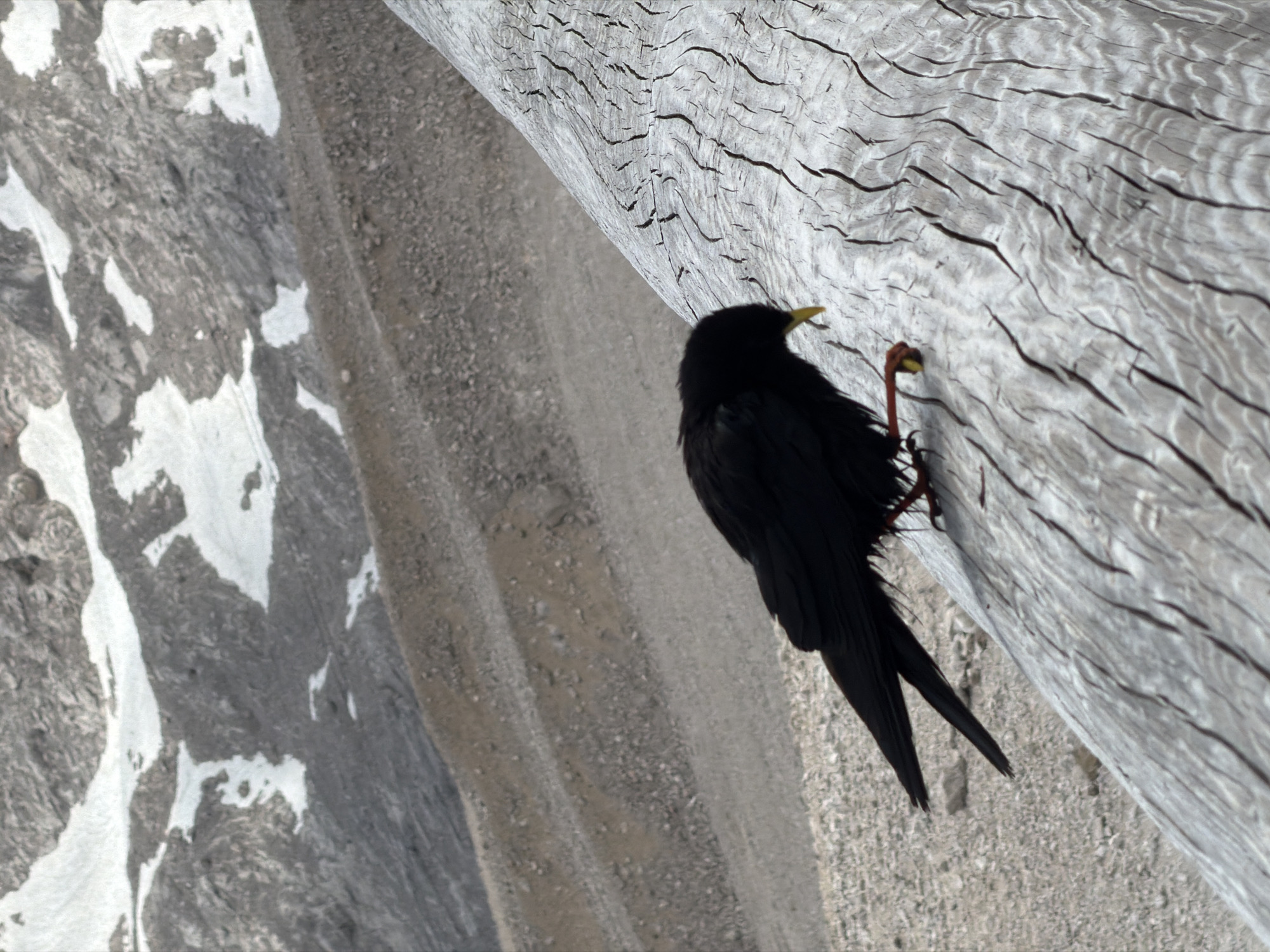 A black bird with a yellow beak is perched on a weathered wooden railing, its claws gripping the textured surface. The bird is facing downwards, appearing to peck at something on the railing. In the background, a rugged mountainous landscape stretches out, with patches of snow interspersed among rocky terrain. The overall scene suggests an outdoor environment, likely in a mountainous region. Without further context, the specific location in Garmisch-Partenkirchen cannot be determined, but the scenery is consistent with the Bavarian Alps.