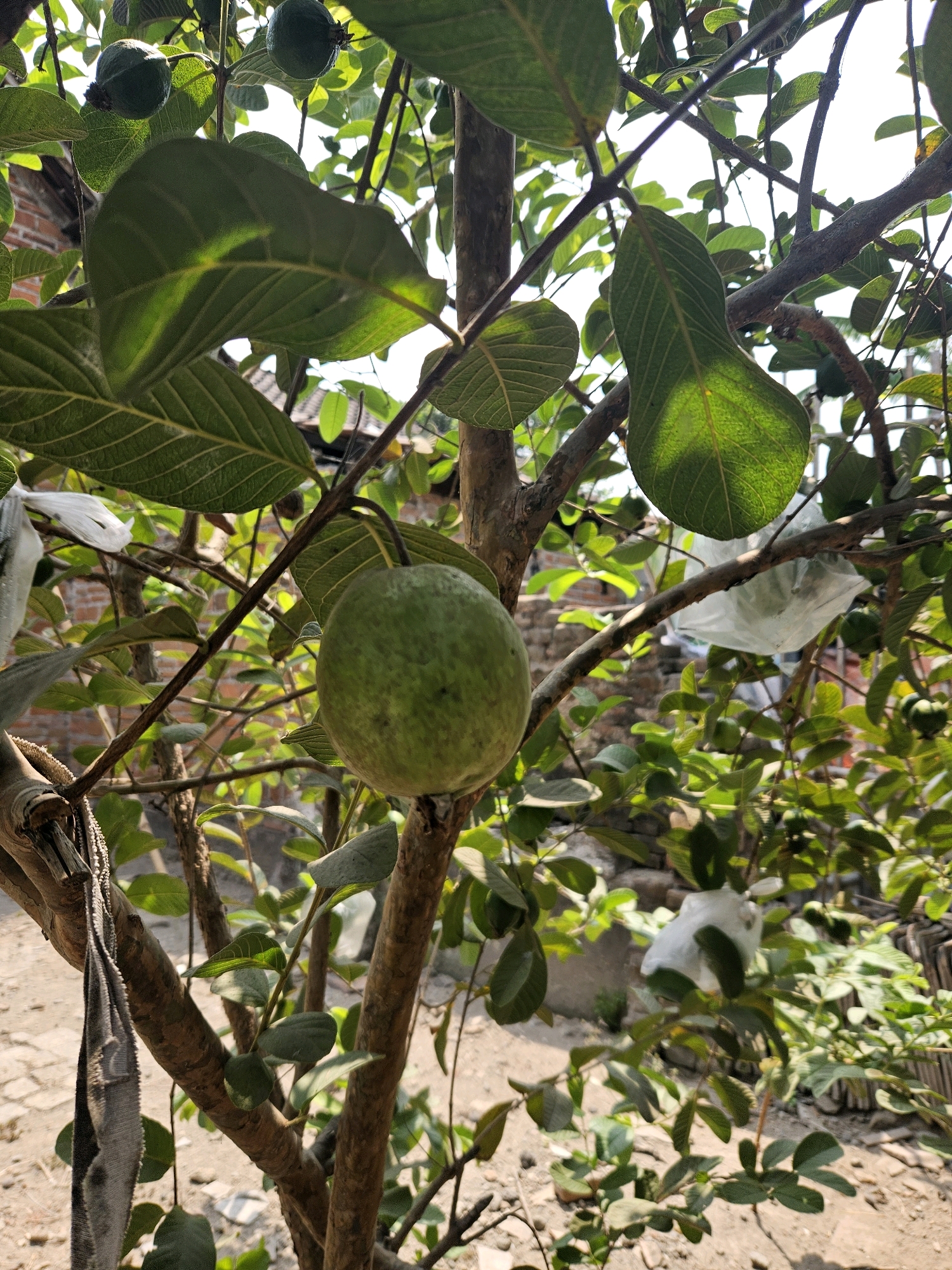 The image shows a guava tree with several green guavas and leaves. One prominent guava is in the center of the frame, hanging from a branch. Some guavas are covered in white plastic bags, likely for protection. The tree is situated outdoors, with a dirt ground and brick wall visible in the background. The scene appears to be in a natural, possibly rural or suburban setting. The lighting suggests it is daytime, with sunlight filtering through the leaves. The overall impression is of a healthy, fruit-bearing tree in an outdoor environment.