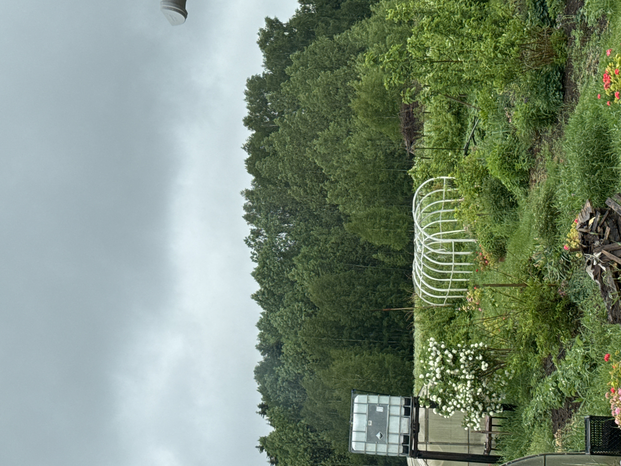The image depicts a garden scene in Nizhnyaya Gar', Russia, likely on an overcast day. A lush green forest forms a backdrop. A white, semi-circular trellis is visible, along with various garden plants, including white flowering shrubs, possible roses, and other unidentified greenery. In the foreground, a large rectangular container, possibly a water tank, is partially visible. A pile of wooden logs and other garden debris is present. The environment appears natural and uncultivated, with a mix of cultivated and wild vegetation. No people or animals are visible.