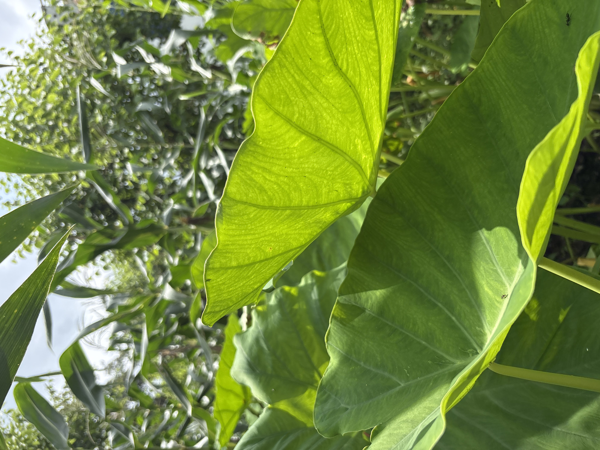 The image, taken in Baldwara, India, shows a close-up of large, vibrant green leaves, likely from a taro plant, with sunlight filtering through them, creating a luminous effect. The texture of the leaves, with their prominent veins, is clearly visible. In the background, out of focus, are the stalks and leaves of corn plants, suggesting an agricultural or garden setting. The sky is visible in the upper portion of the image, appearing bright and slightly overcast. There are no people or animals present in the frame, apart from what appears to be a small insect on one of the leaves. The overall impression is one of lush greenery and natural light.
