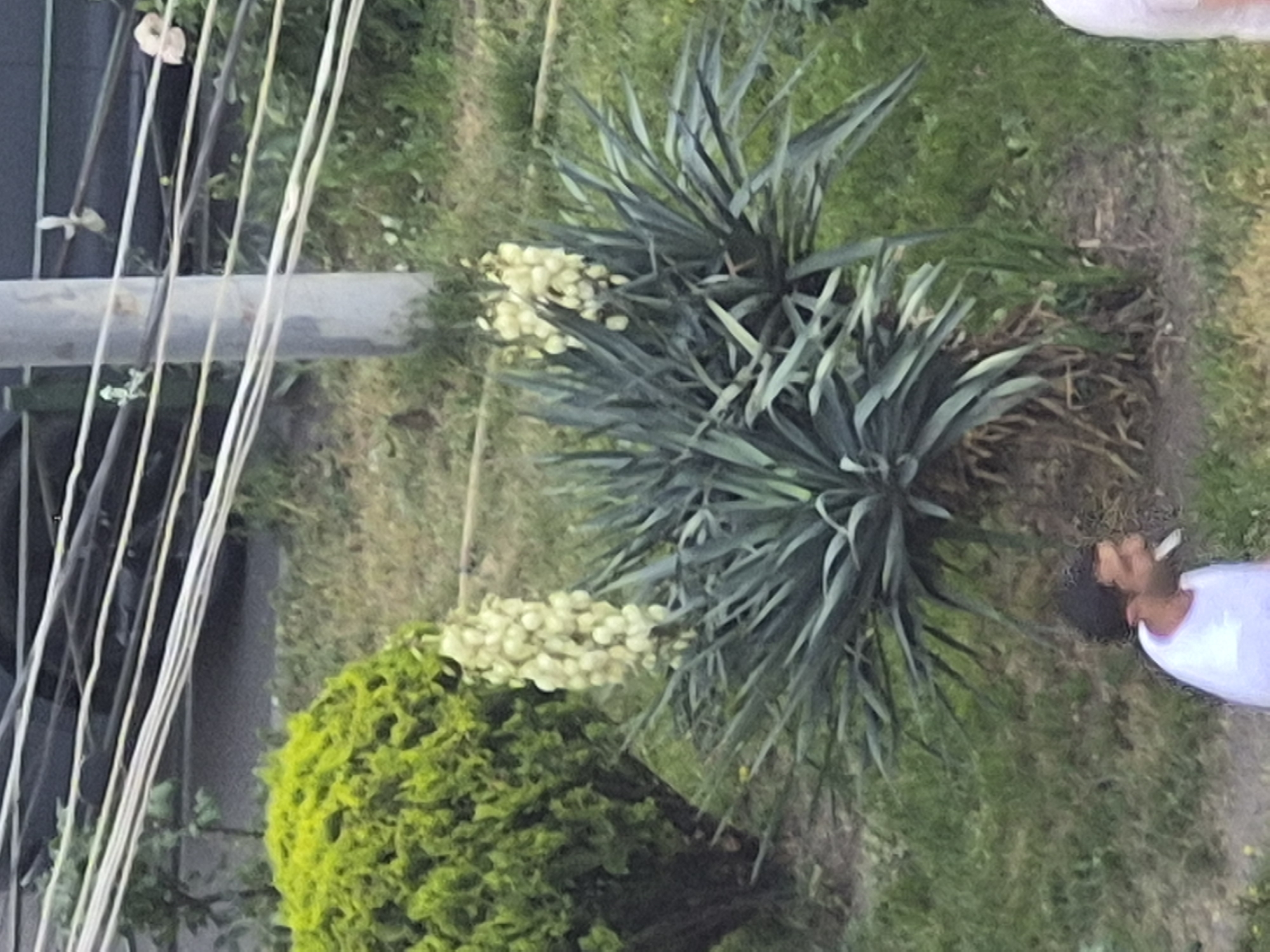 The image displays an outdoor scene, appearing to be a vertical photograph presented horizontally, showing a person and a variety of plants under bright daylight.
In the lower right quadrant of the image (assuming a corrected portrait orientation), a male individual is visible, from the head to his upper torso. He has short, dark hair and is wearing a white t-shirt. He is holding what appears to be a lit cigarette, with smoke subtly visible.
The central and left areas of the frame are filled with dense foliage. Two prominent Yucca plants are featured, characterized by their long, stiff, spiky, dark green leaves. Both Yuccas are in bloom, showcasing tall flower stalks laden with numerous pale yellow or off-white, bell-shaped flowers. To the lower left, a vibrant, round, and densely packed green shrub, possibly a topiary, adds another layer of green. The ground consists of green grass and patches of exposed earth.
Diagonally across the upper left section of the image (when correctly oriented), several light-colored utility wires or cables stretch across the frame. Behind these wires, a muted grey, horizontal structure, possibly a wall or a utility box, is partially visible. The overall setting suggests a planted area in an urban or suburban environment, like a park, garden, or sidewalk landscaping, consistent with a location such as Yerevan, Armenia. The clear and bright lighting indicates it is daytime. There is no visible text in the image.