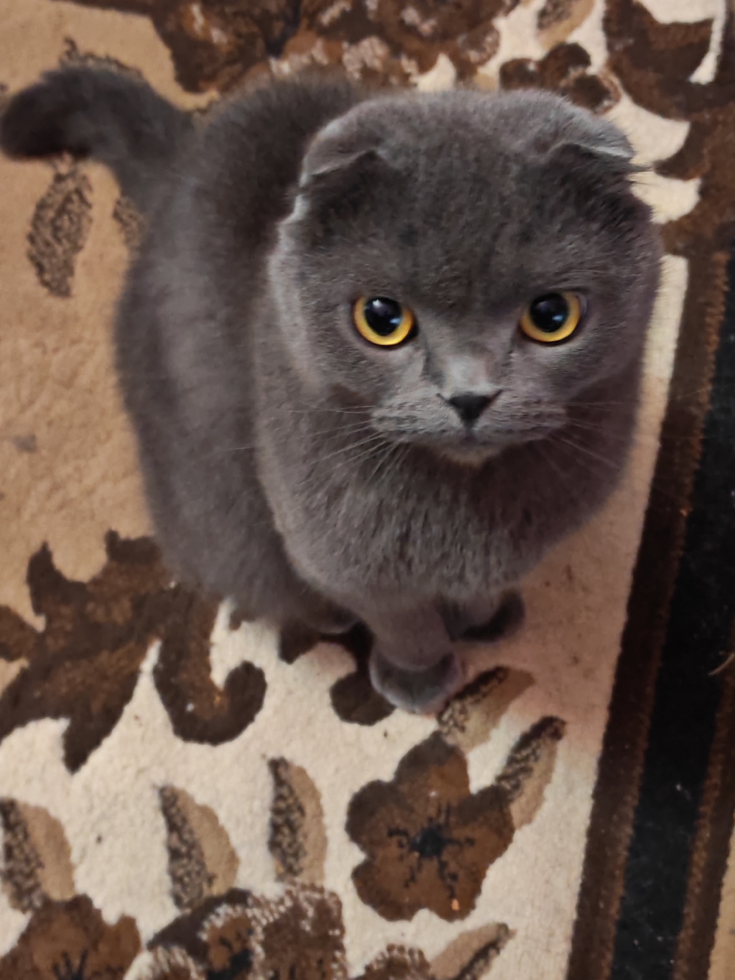 A Scottish Fold cat with gray fur and bright yellow eyes sits on a patterned rug. The rug has a beige background with brown and black floral or abstract designs. The cat is looking directly at the camera. The image appears to have been taken indoors in a residential setting.