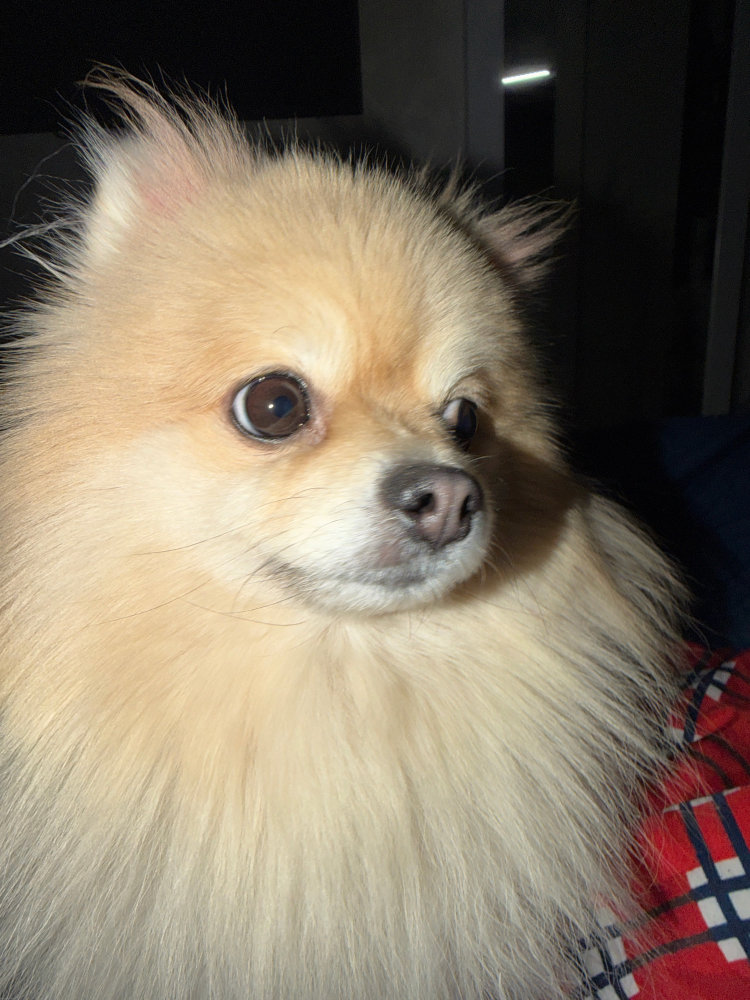 A close-up shot shows the face of a Pomeranian dog. The dog has light blonde fur, large dark eyes, and a pink nose. The background is dark, with a faint horizontal light source visible in the upper right corner. The dog appears to be wearing a red and blue checkered garment. The image does not provide any information about the city of Tbilisi, Georgia.