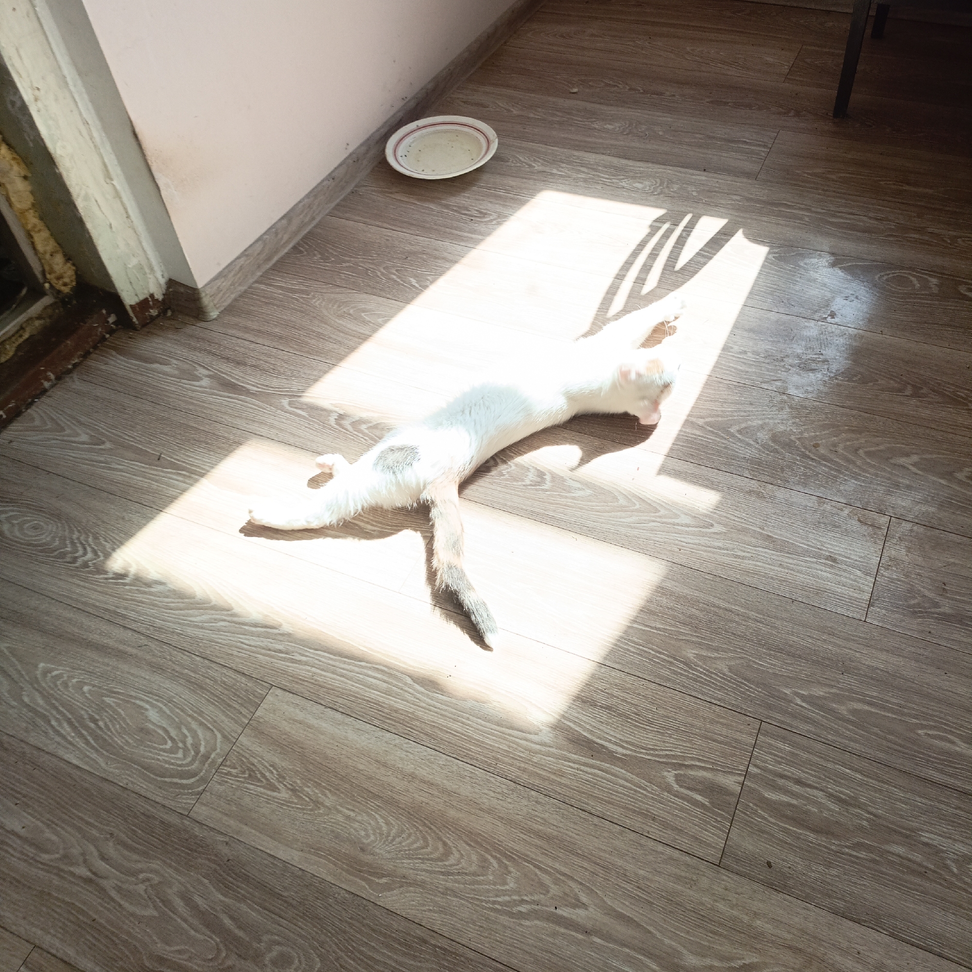 The image depicts a domestic scene on a wooden floor. A white cat with grey markings is lying stretched out in a patch of sunlight. To the left, a wall with a pinkish hue is visible, adjacent to a doorway with some exposed insulation and brickwork. In the background, a small white dish with a red rim sits on the floor. The scene appears to be indoors, likely in a residential setting. There is no information provided about the specific location within the city of Melitopol, Ukraine.
